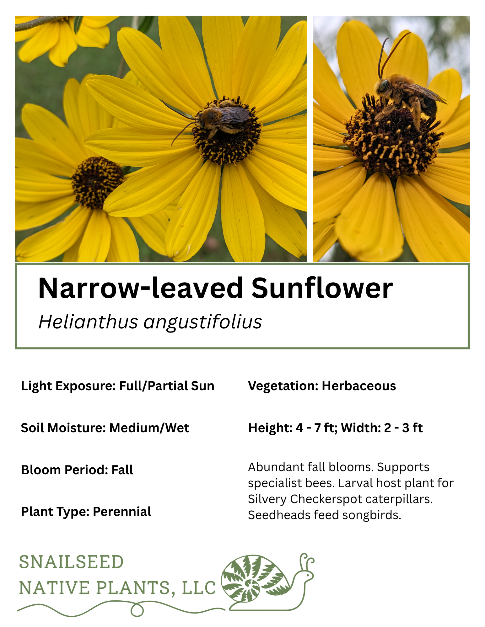 Helianthus angustifolius.png