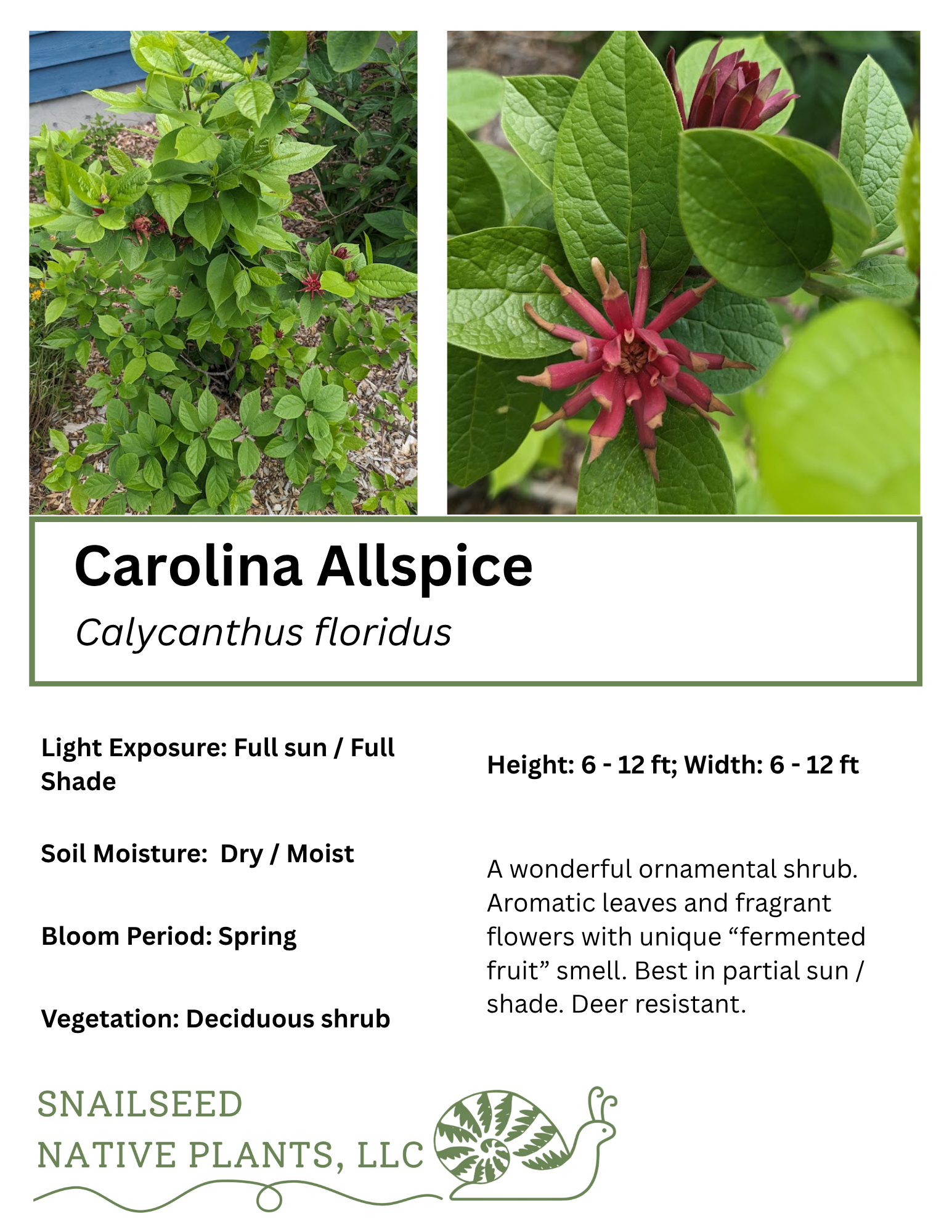 Calycanthus floridus.png