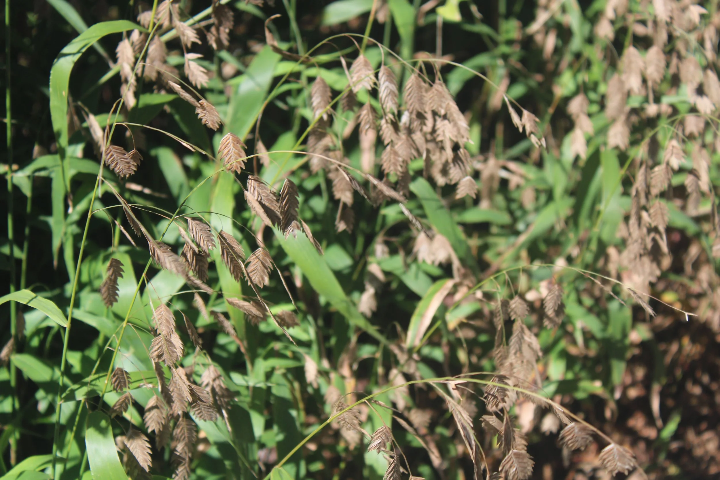 River Oats (Chasmanthium latifolium)