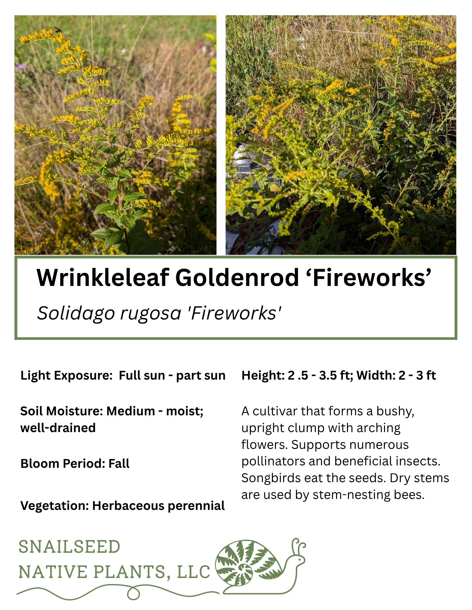 Solidago rugosa 'Fireworks'.png