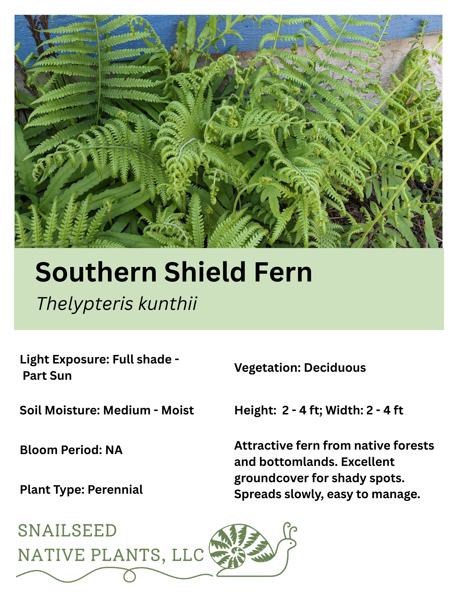 Thelypteris kunthii.png