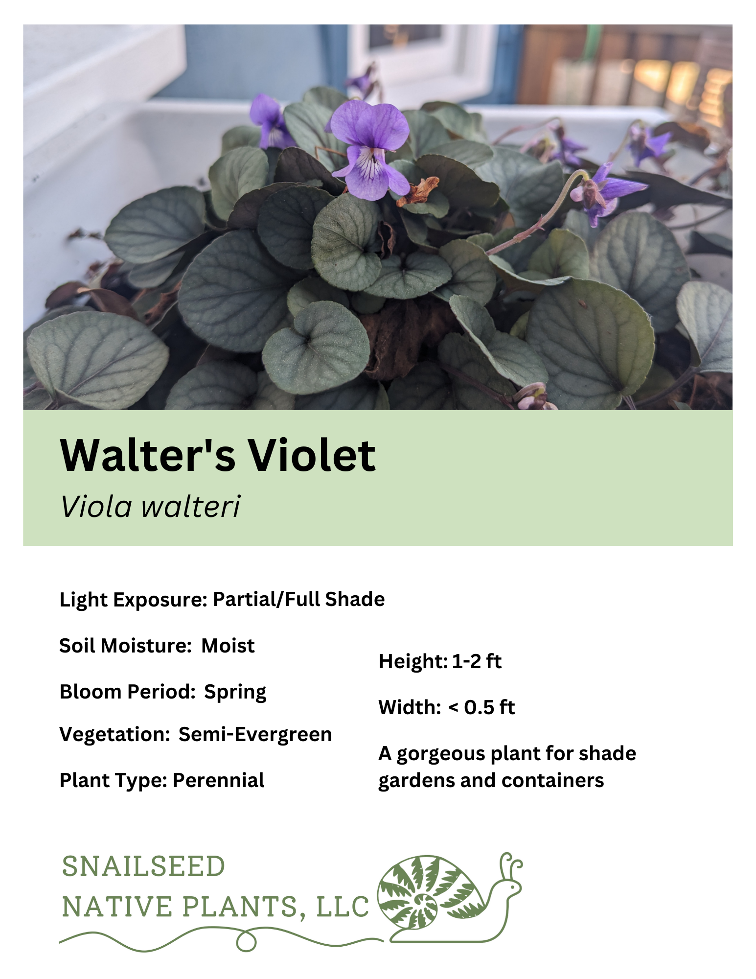 Viola walteri.png