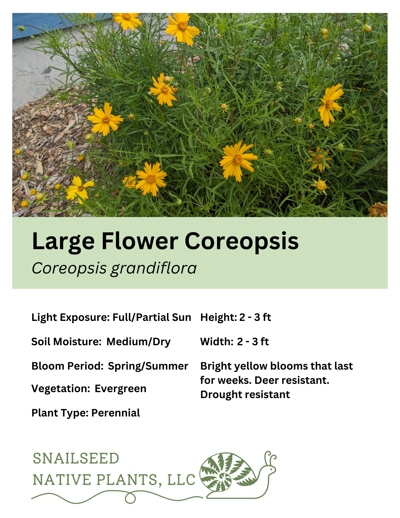 Coreopsis grandiflora.png