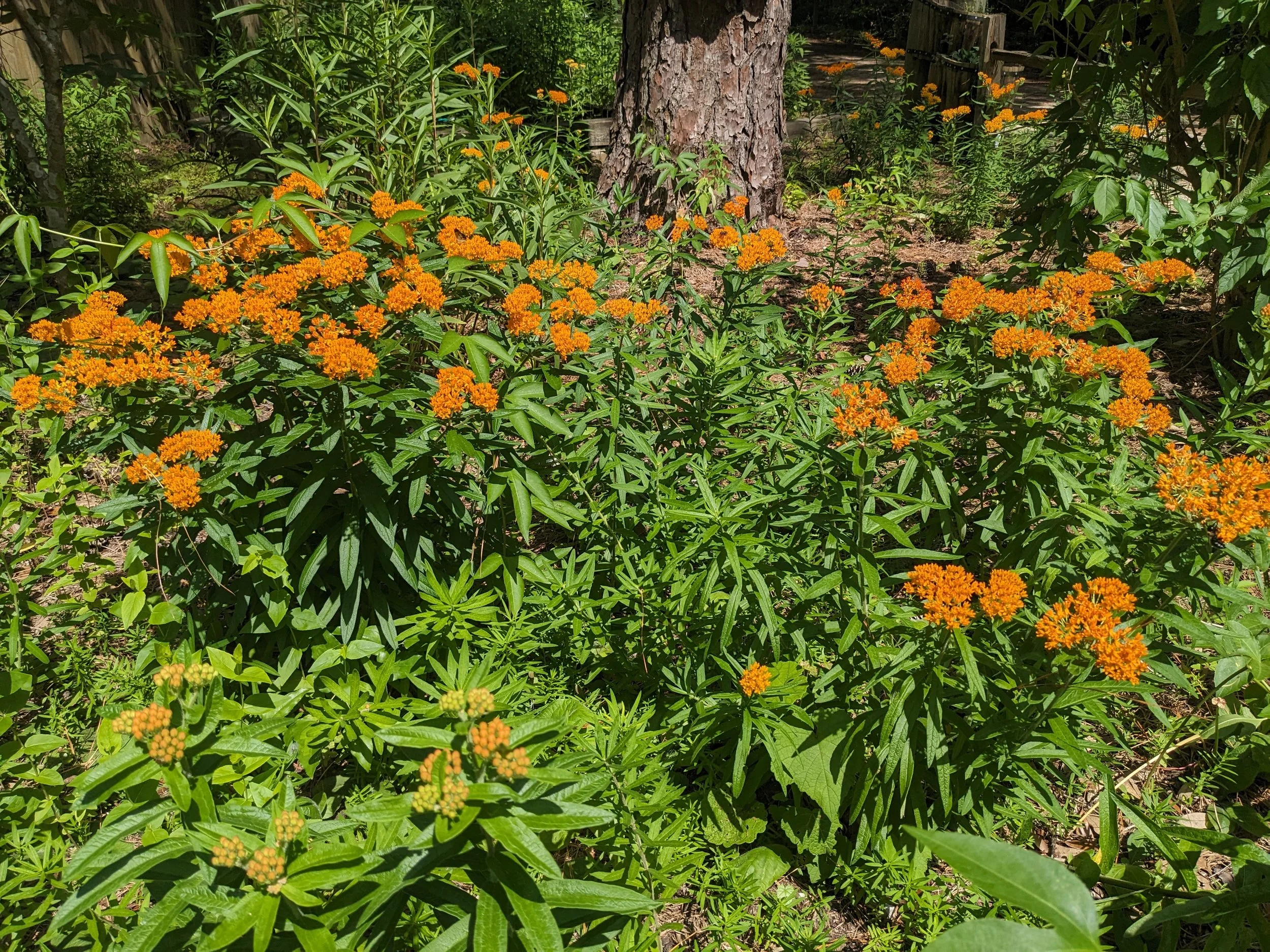 Milkweed Madness