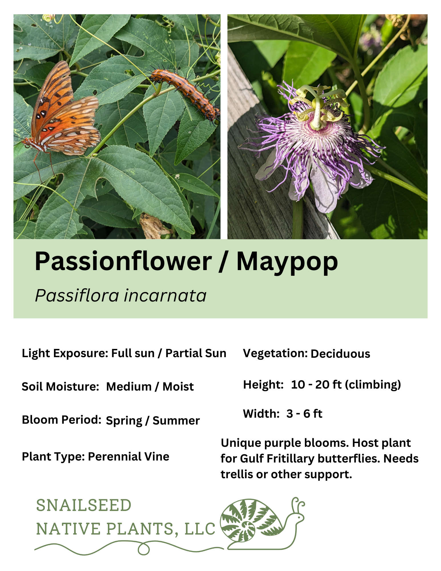 Passiflora incarnata.png