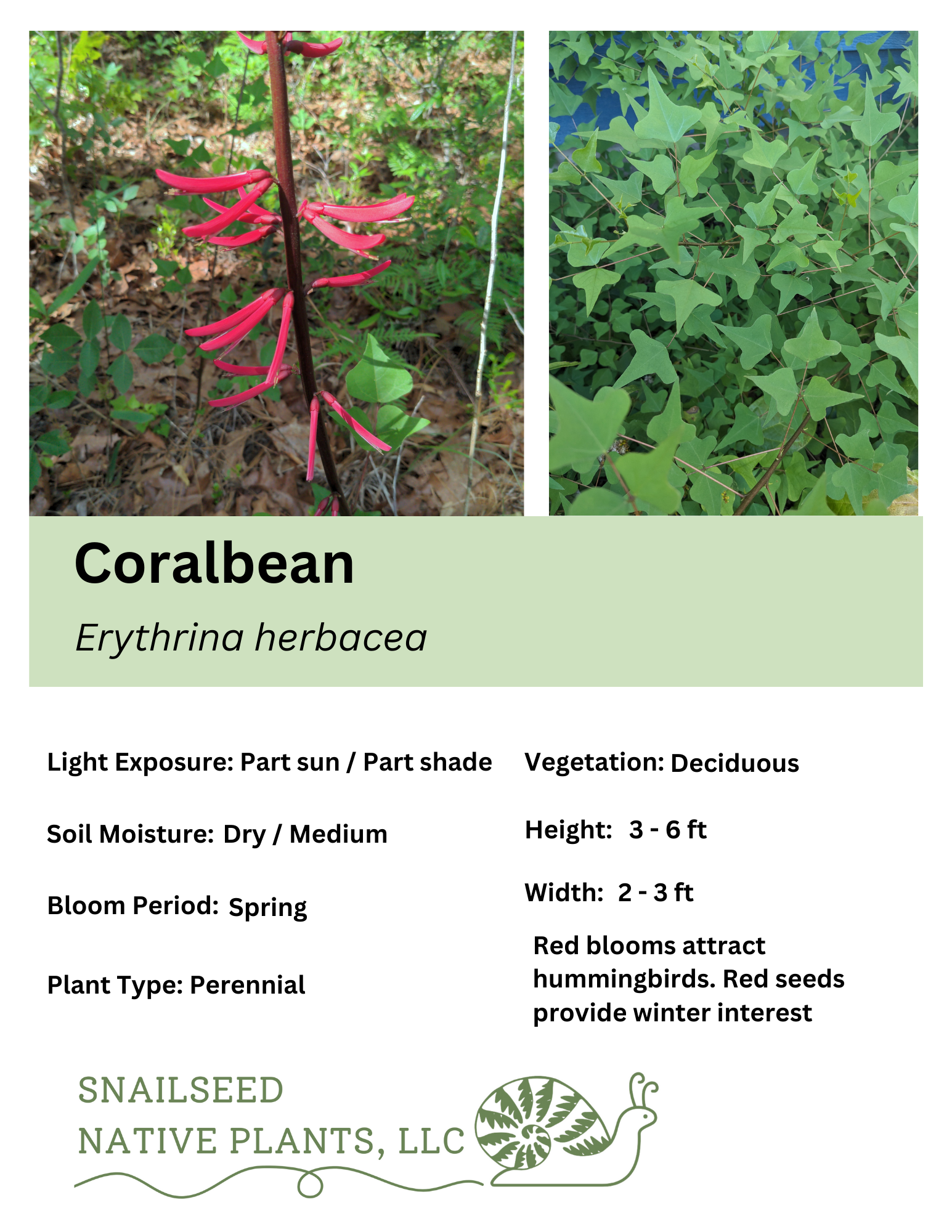 Erythrina herbacea.png