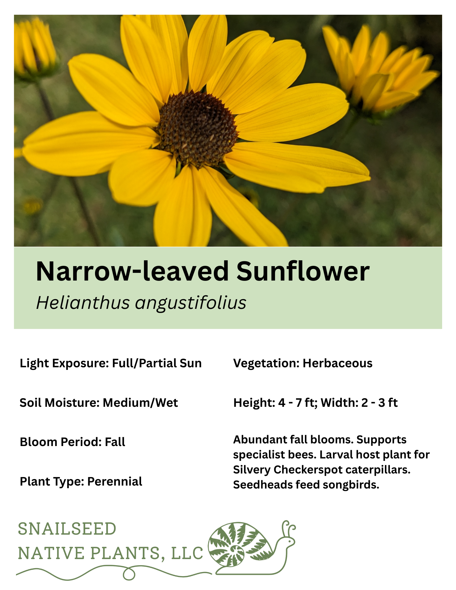 Helianthus angustifolius.png