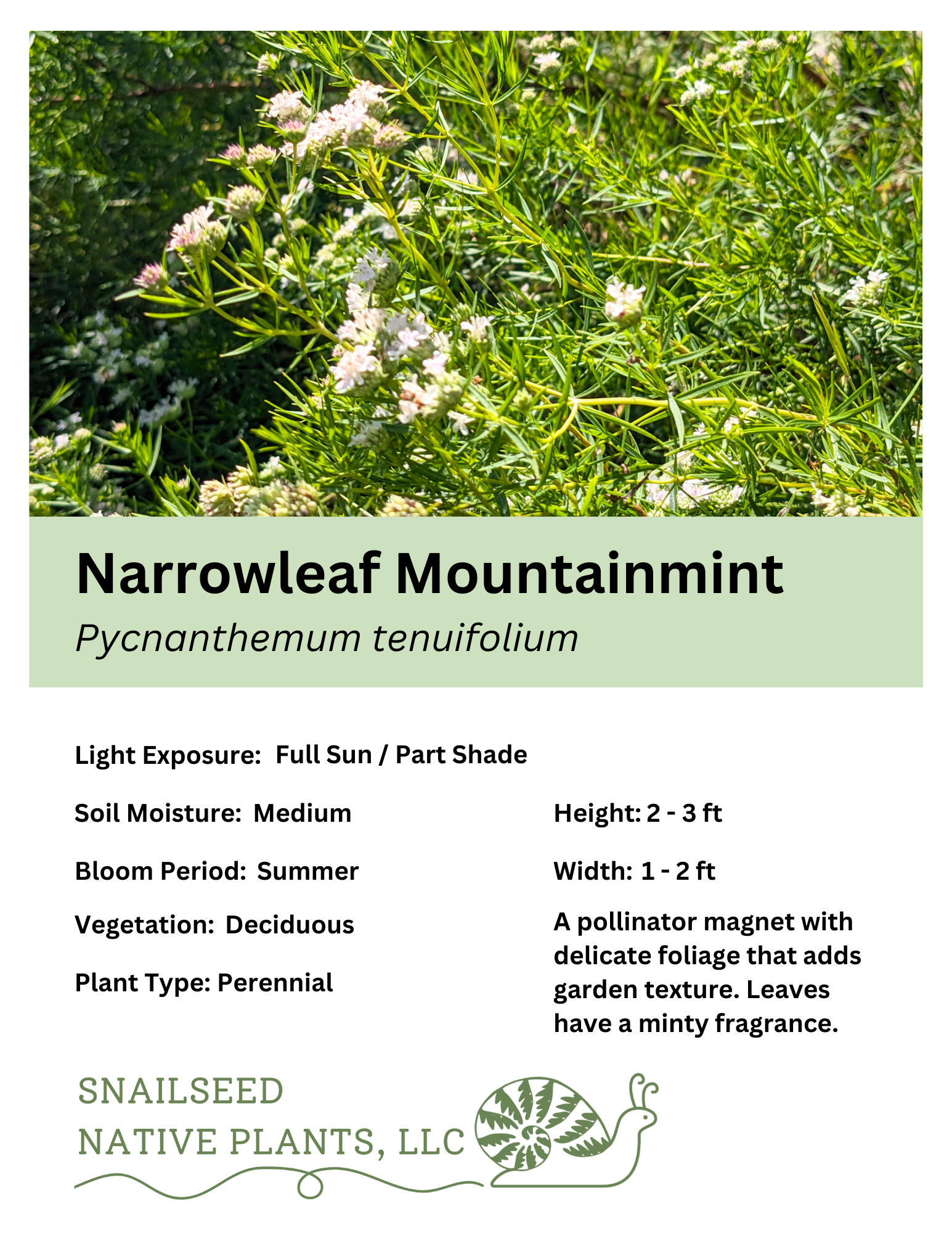 Pycnanthemum tenuifolium (2).png