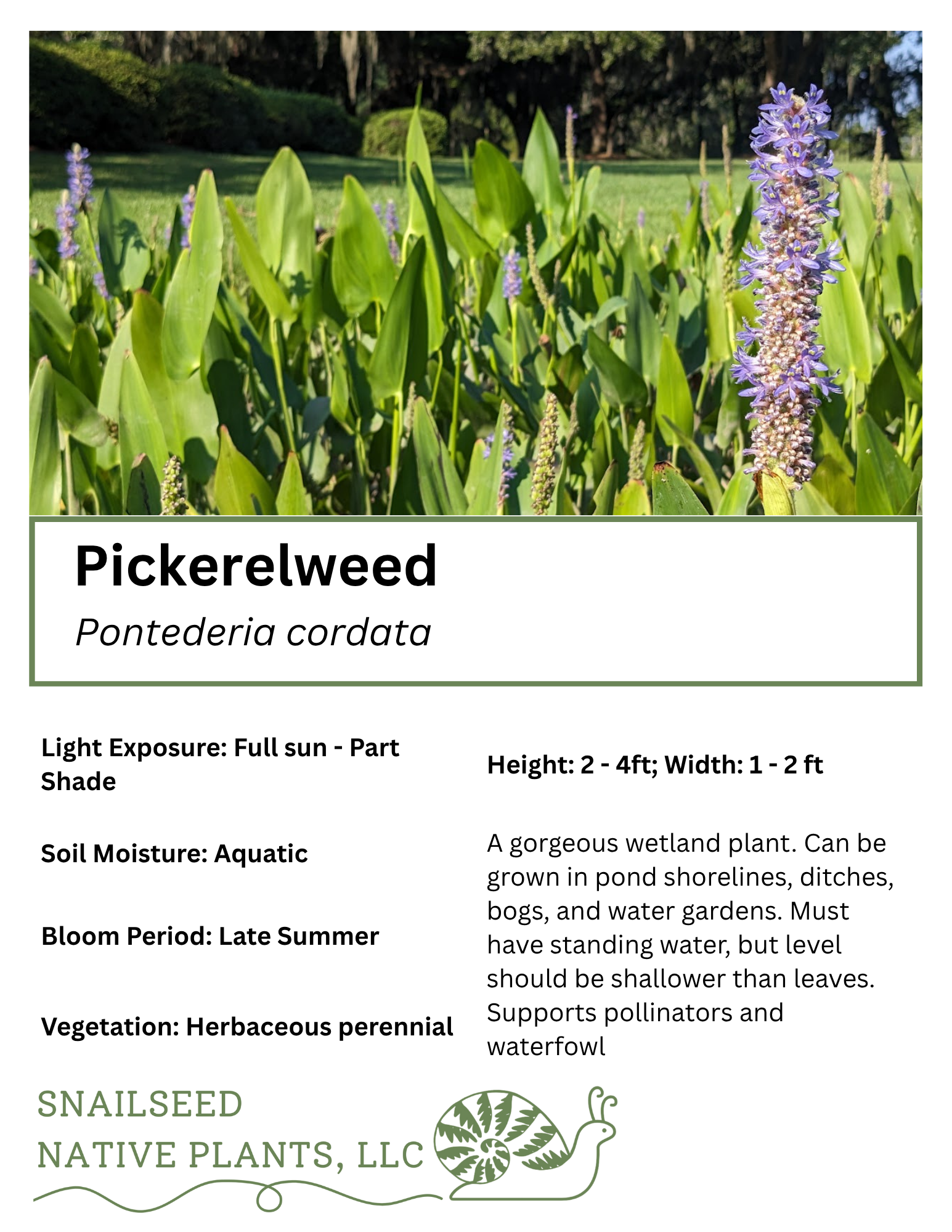 Pontederia cordata.png