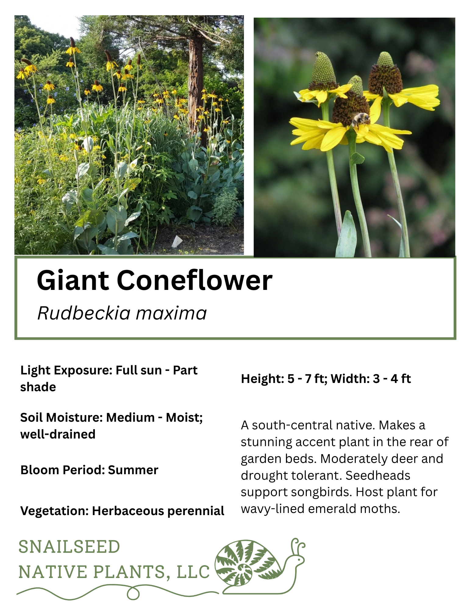 Rudbeckia maxima.png