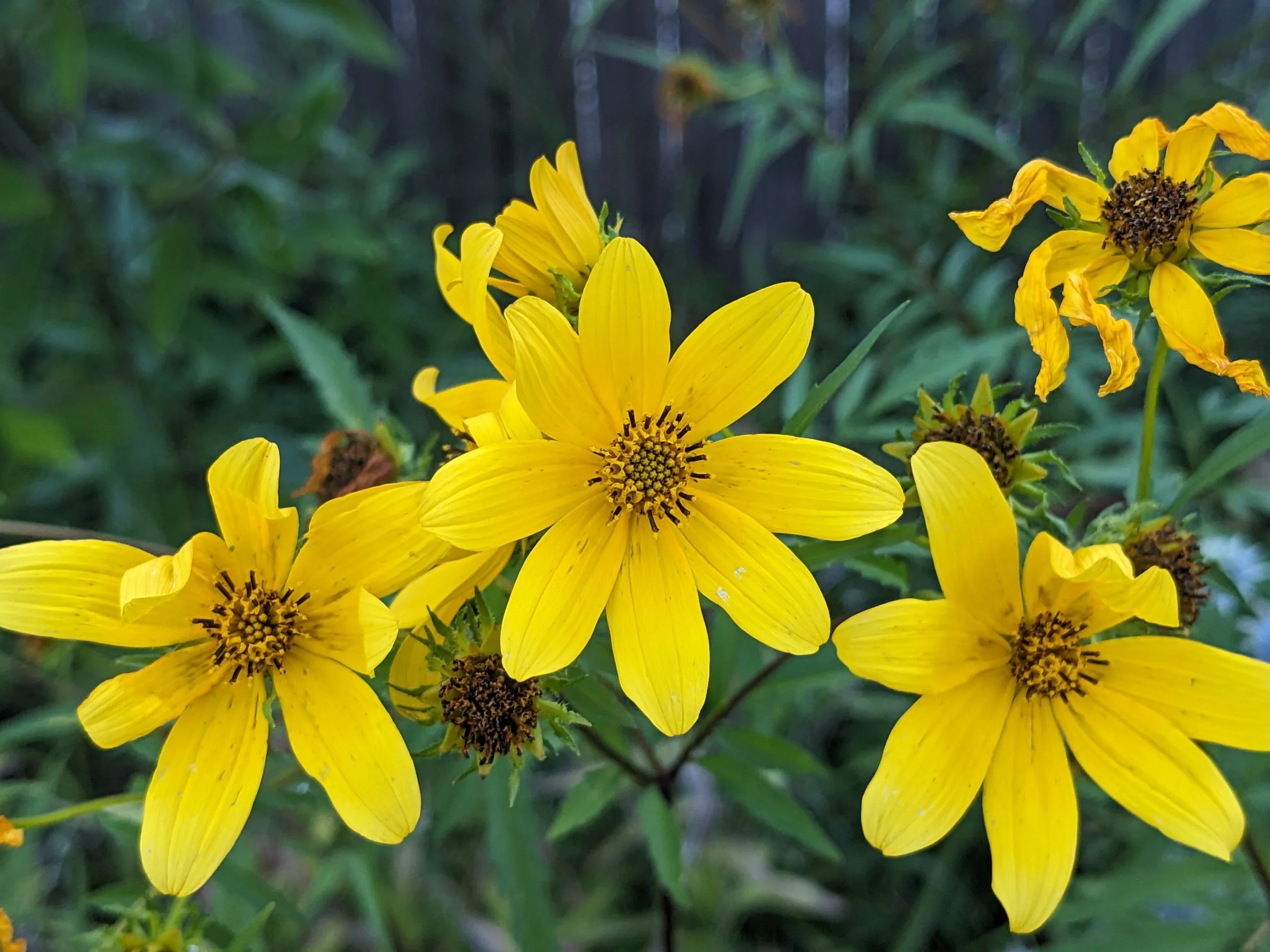 Swamp Marigold (Bidens aristosa)