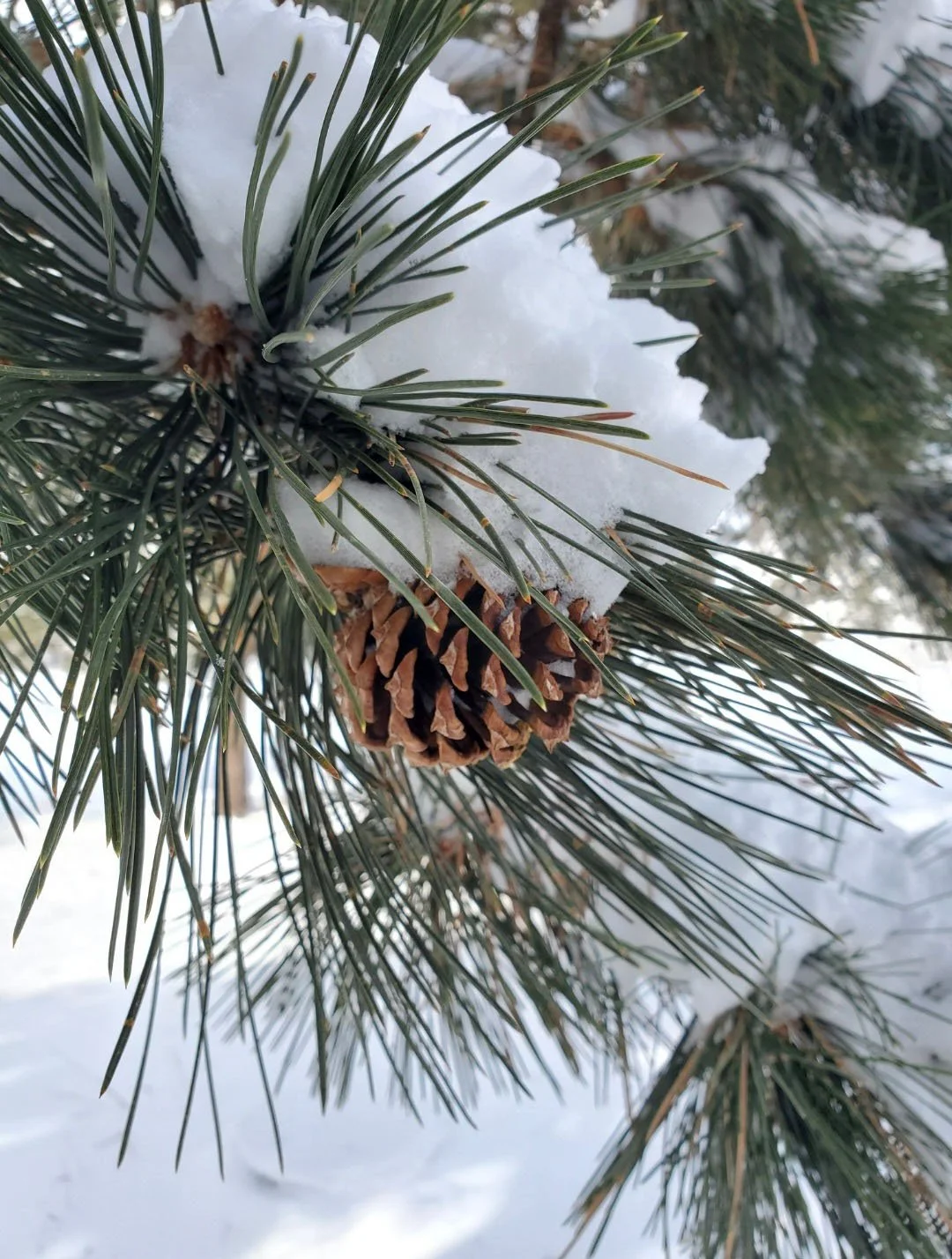 ASOMAM pinecone.jpg