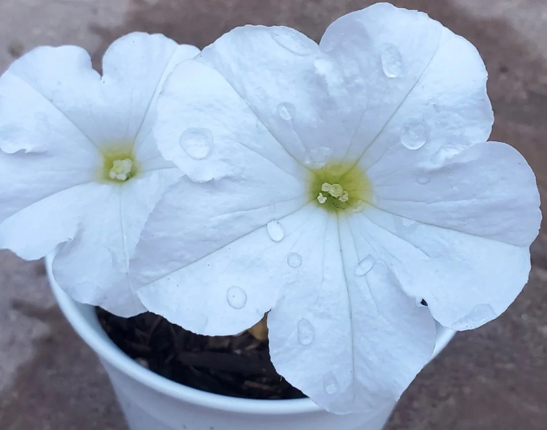 POB petunias.jpg