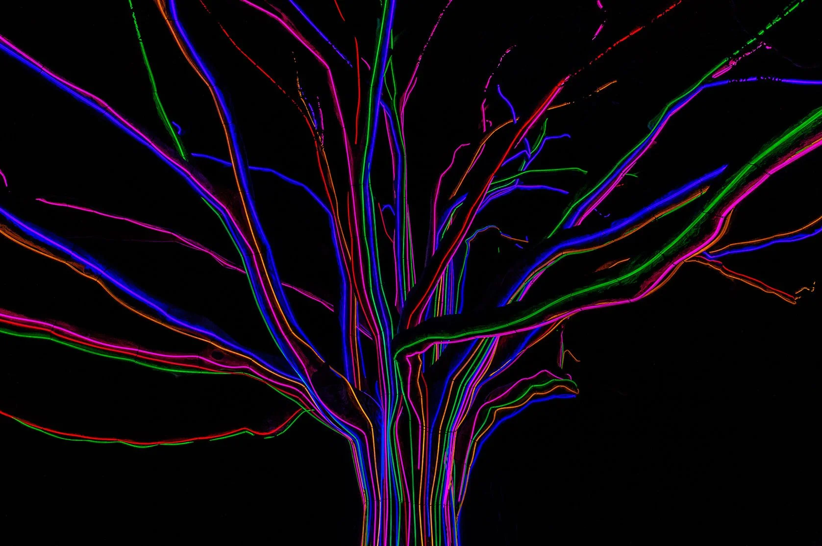 The Neon Tree.jpeg
