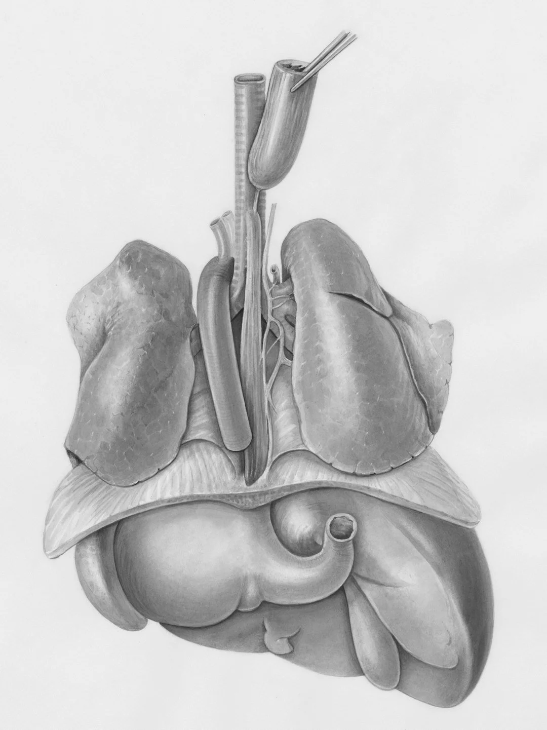 Cough and Acid Reflux