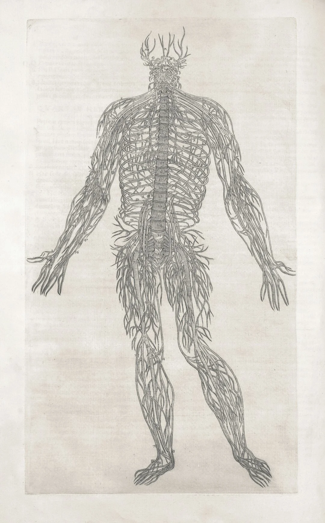 Chronic Inflammatory Demyelinating Polyneuropathy (CIDP)