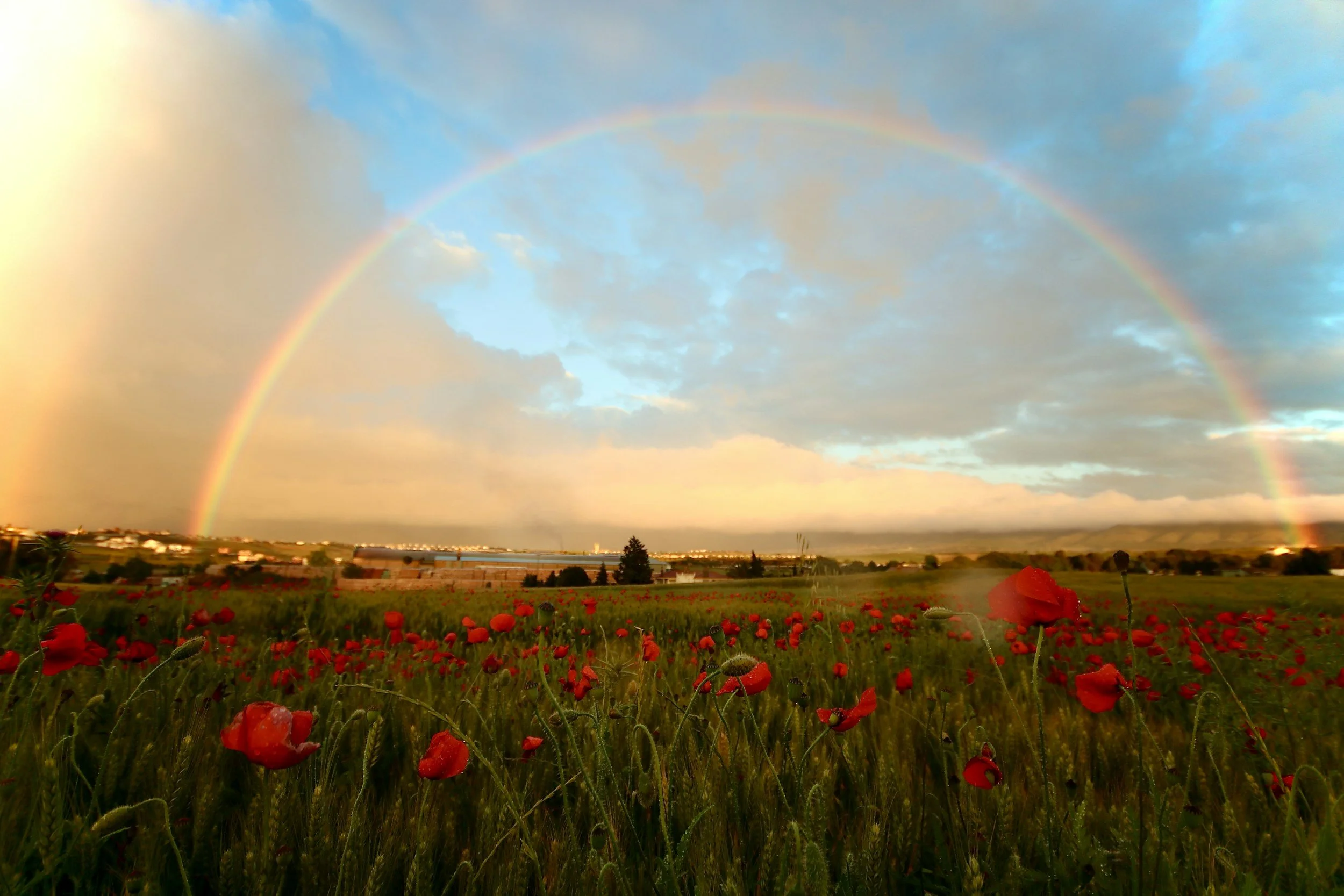 A vibrant rainbow arcs across a partly cloudy sky over a field of red poppies with distant hills and a settlement.