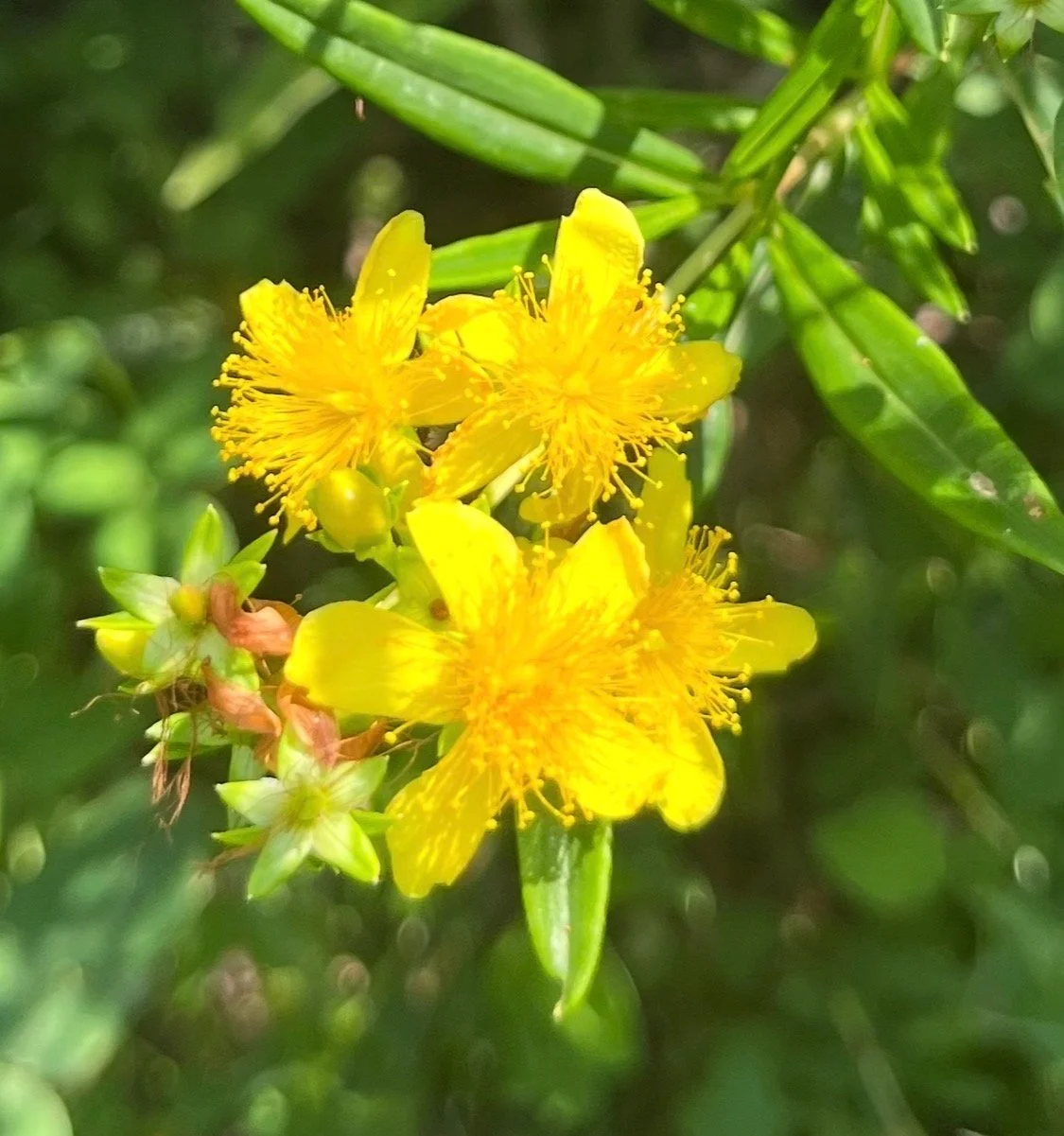 SUMMER SOLSTICE ≈ LITHA