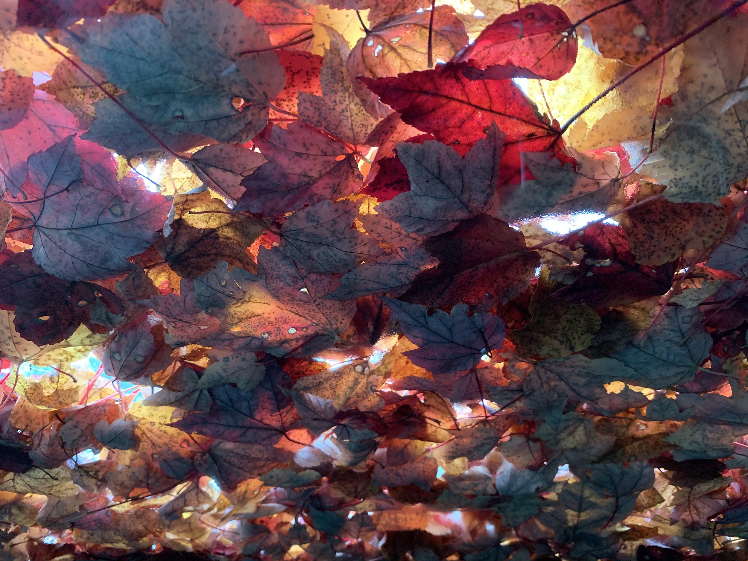 Windshield