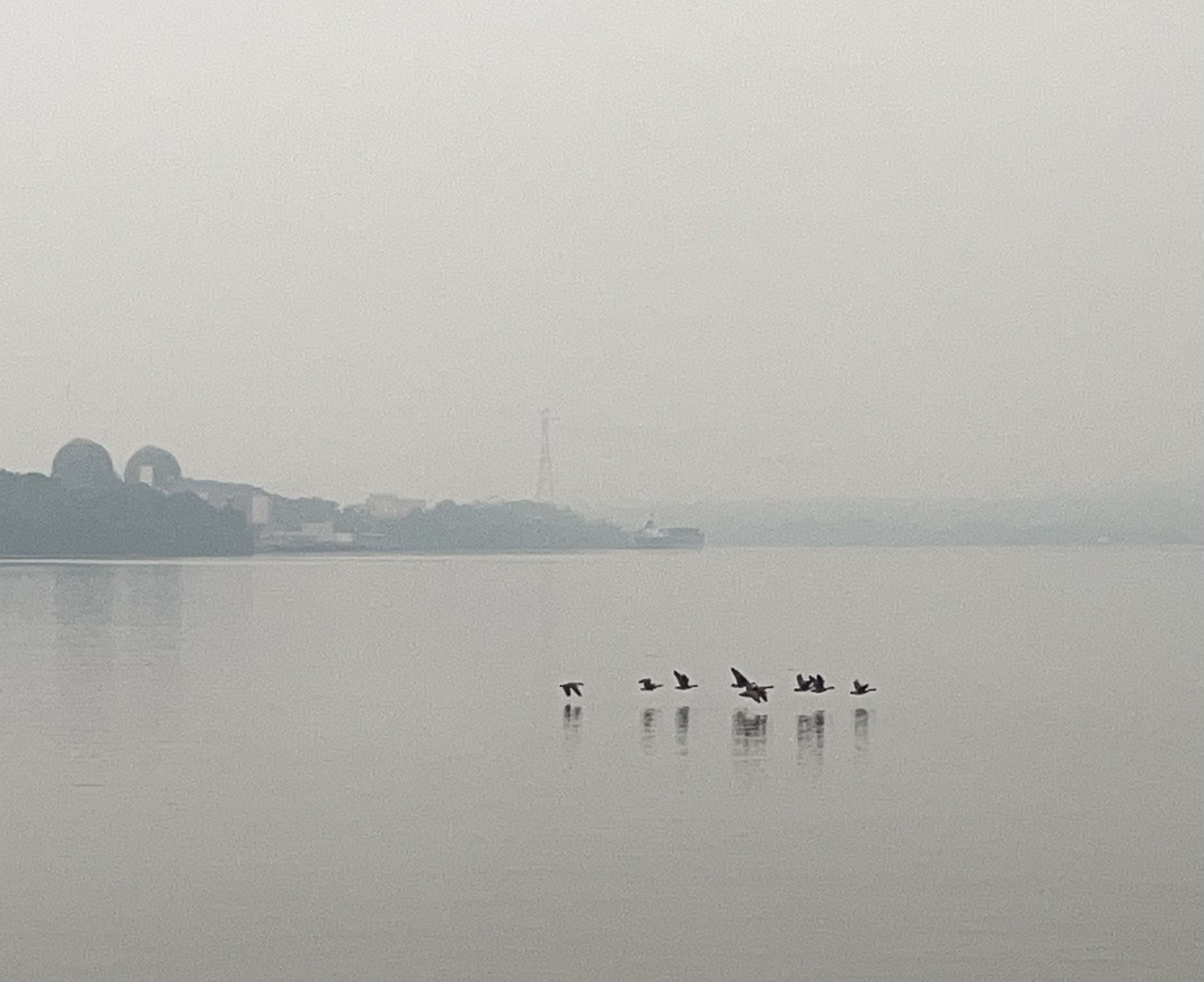 Geese Near Indian Point