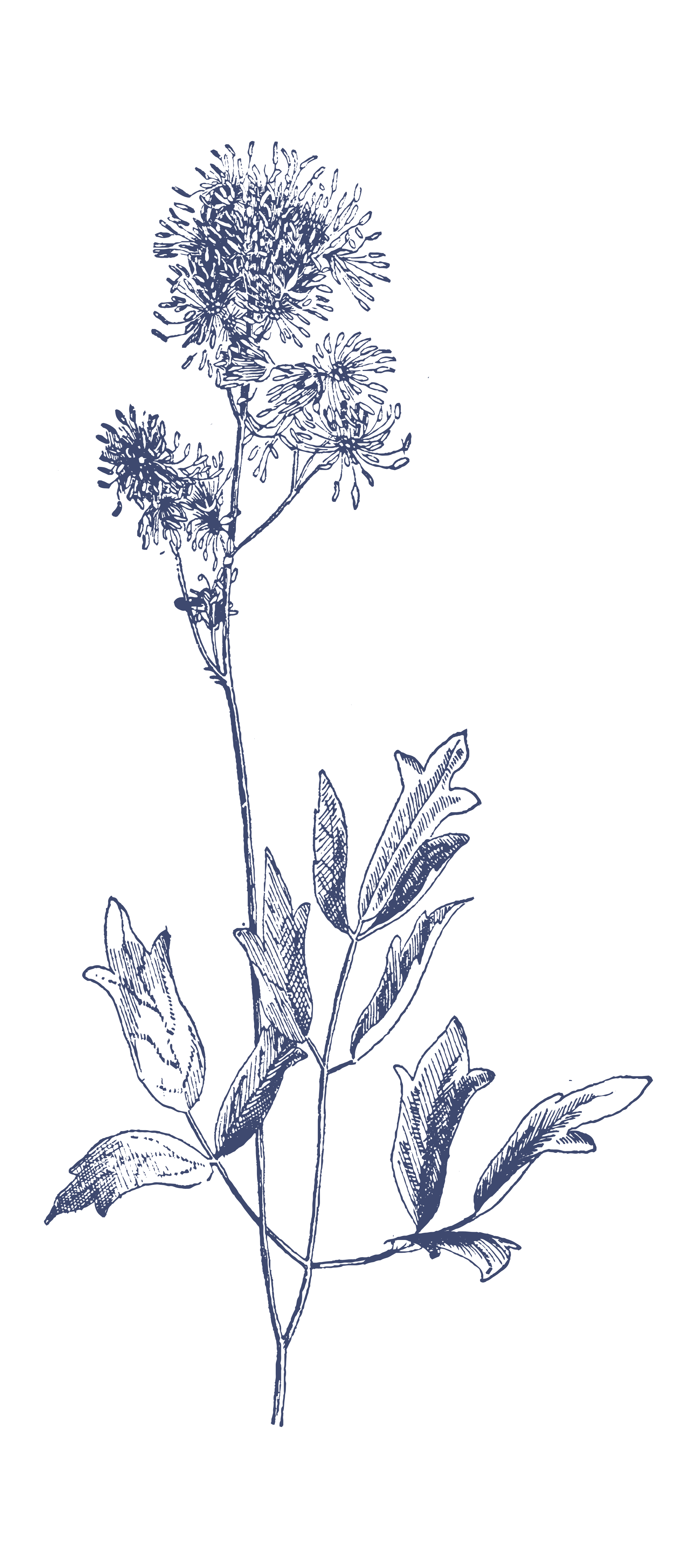An outline drawing of a flowering plant with multiple blooms and elongated leaves, depicted in blue on a white background.