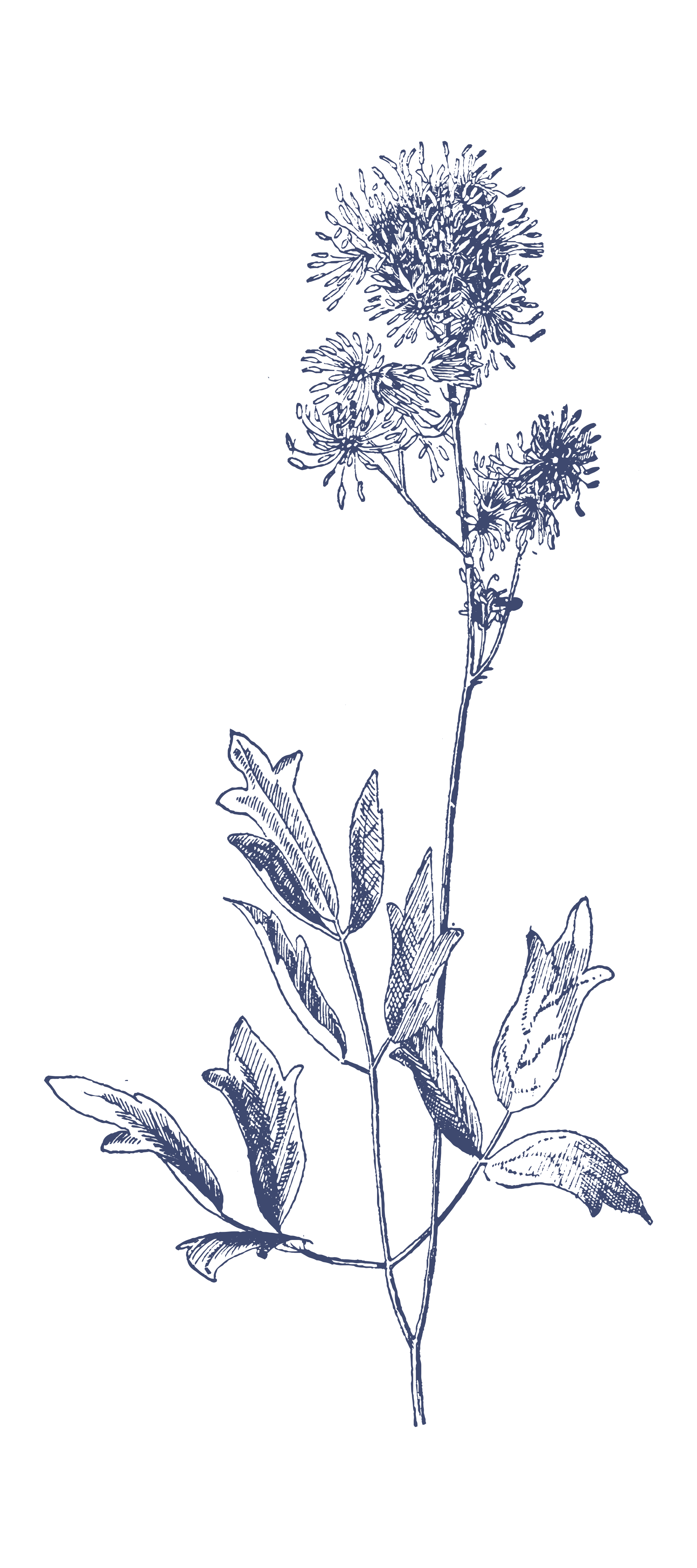 A digital illustration of a flower with detailed line art, showing a tall stem, multiple leaves, and a cluster of flowers at the top, all in blue on a white background.