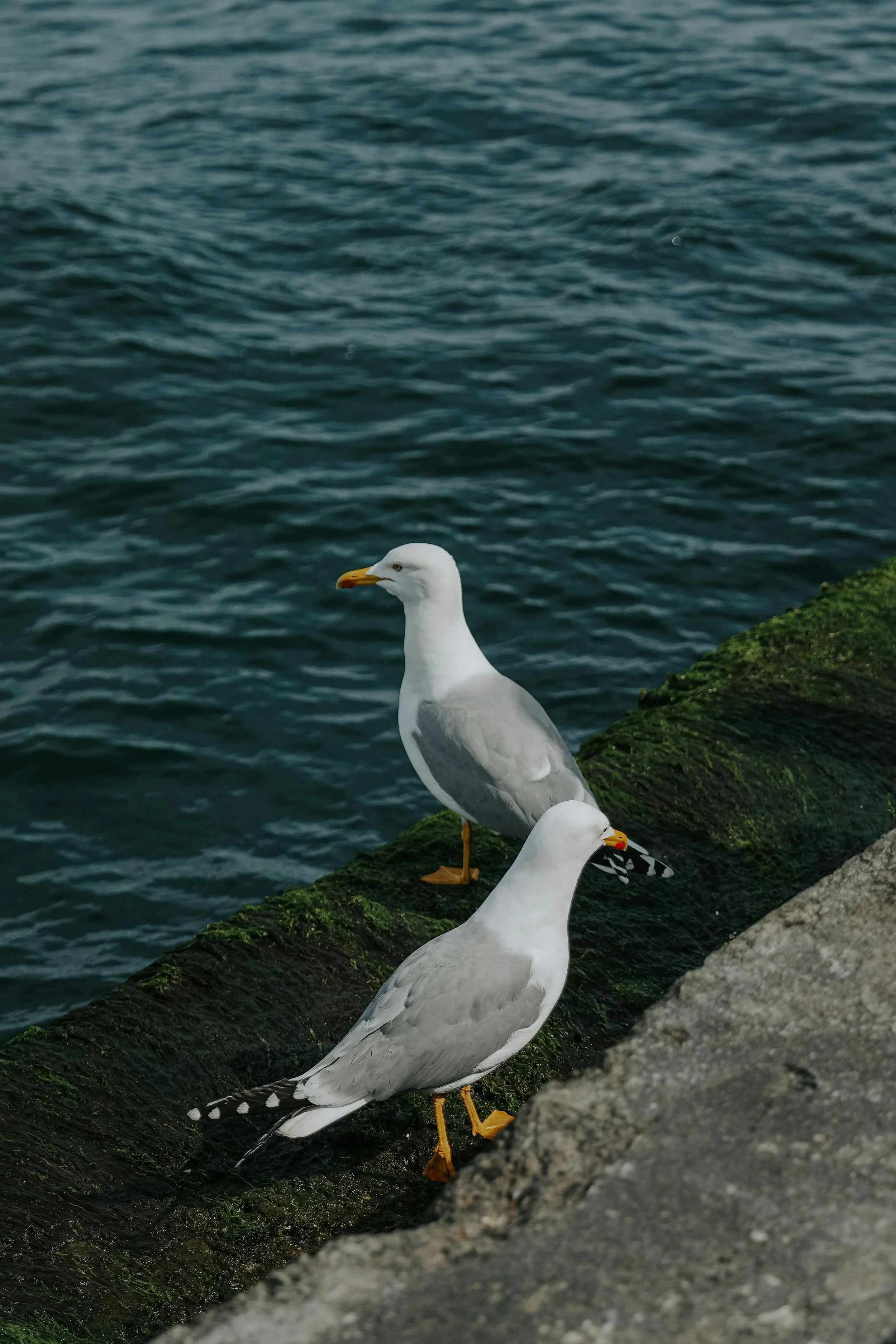 Two seagulls standing on a mossy, rocky surface by the water.