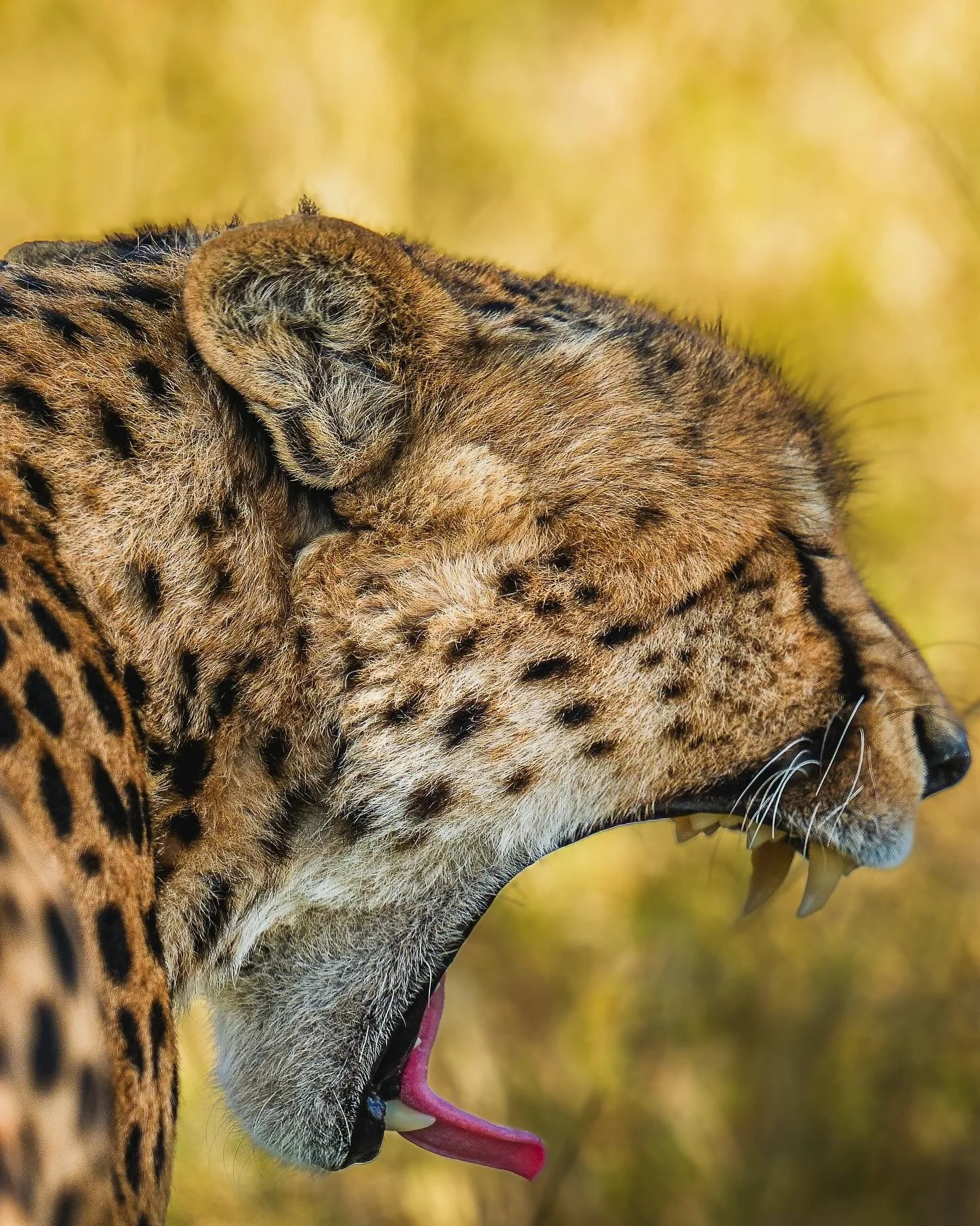 Yawning under the midday heat 🥱🐆☀️ #thephotographerssafari