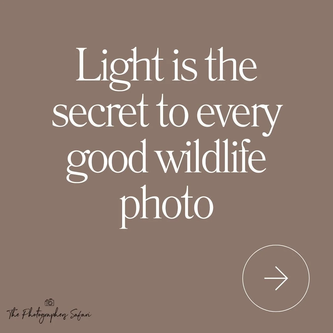 Lighting is everything when capturing the best wildlife photos 🌅🌄📸