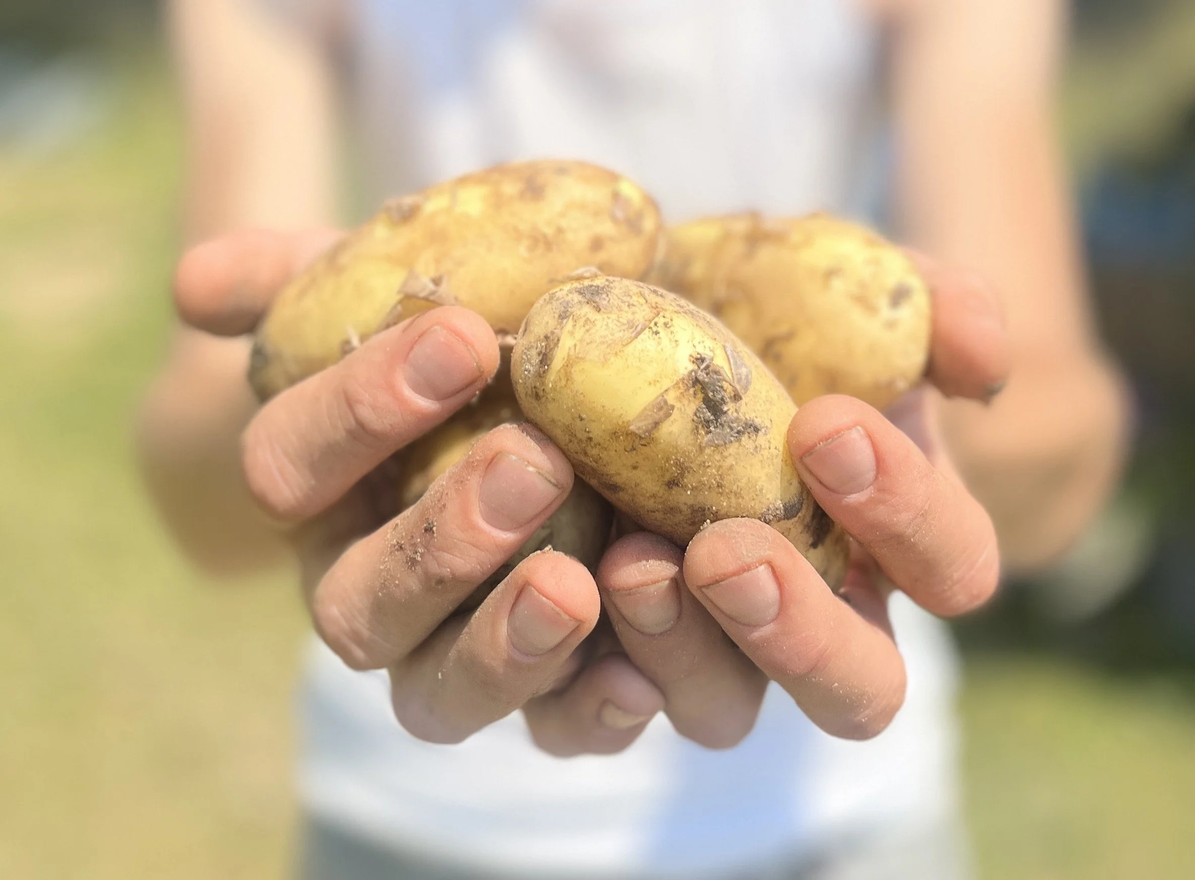 Aardappel Oogstfestijn