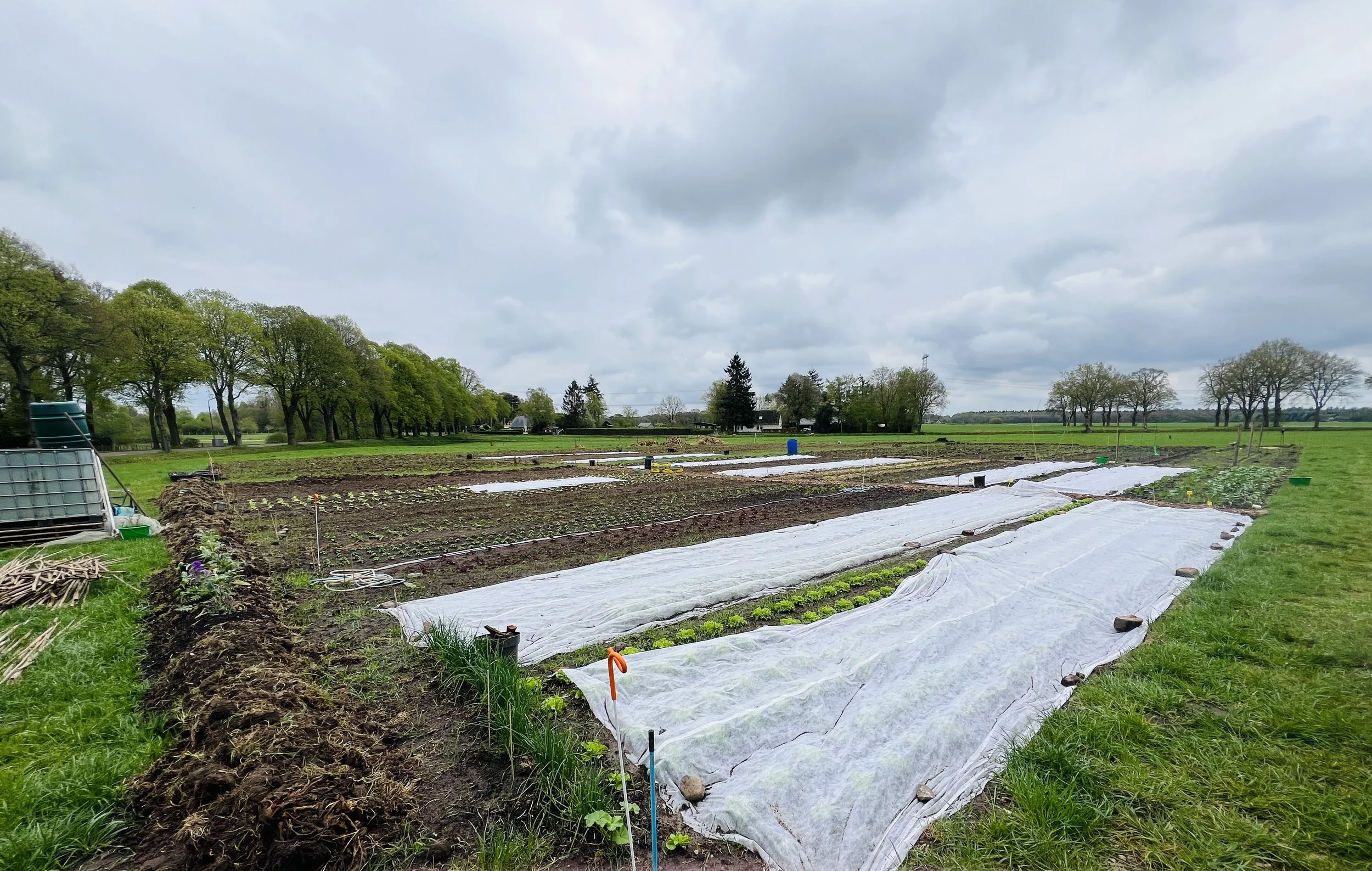De eerste groentes beginnen met groeien