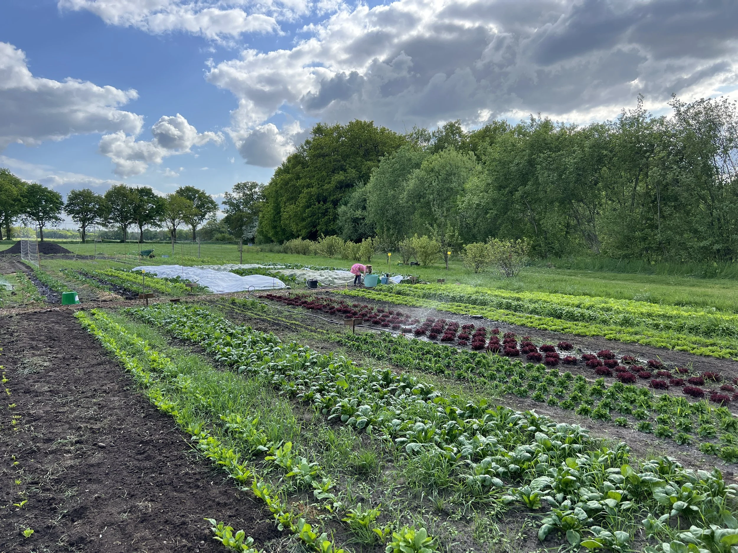 Begin Mei groeit er al aardig wat!
