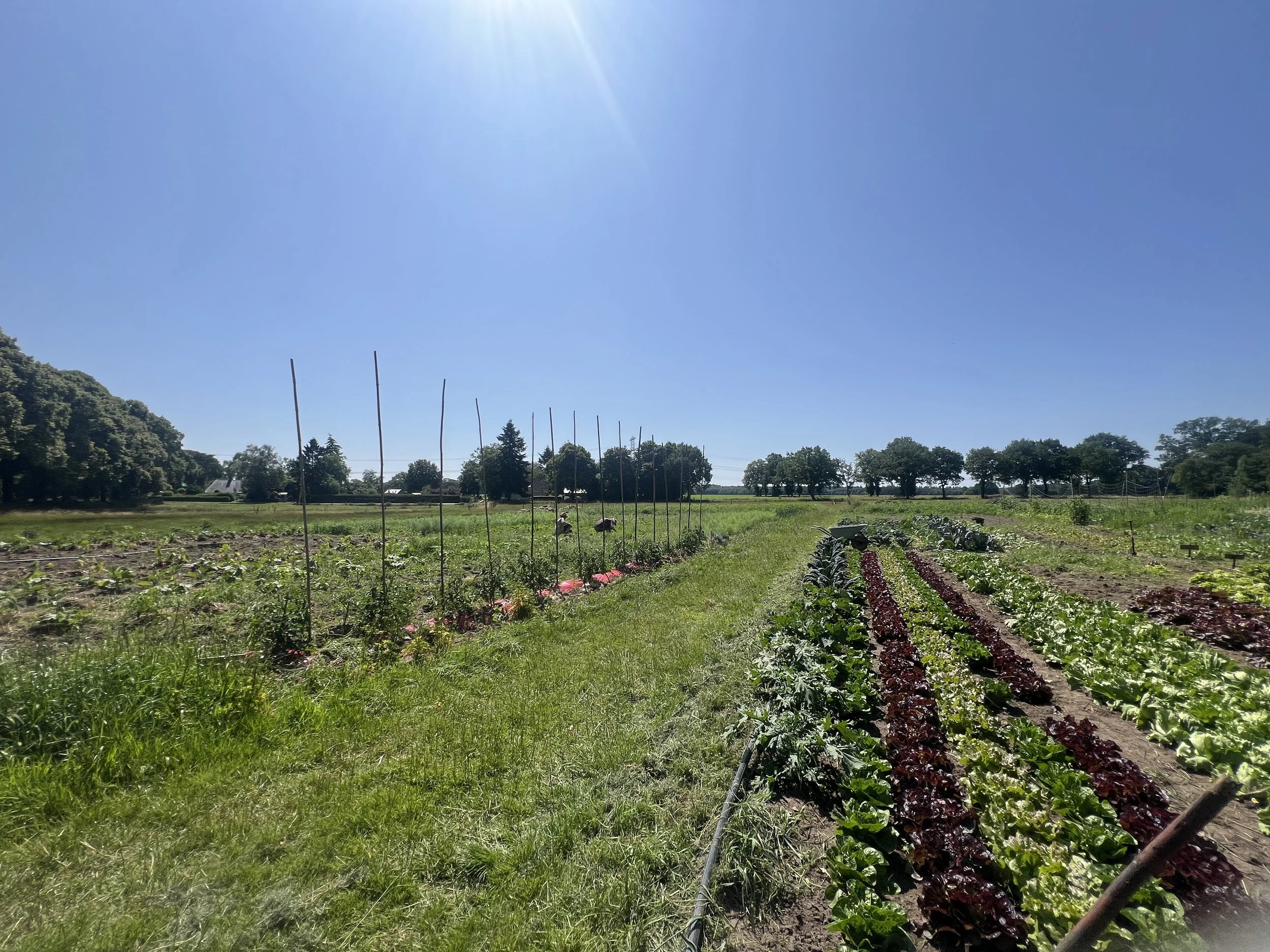 Juni - inmiddels hebben we echt veel oogst