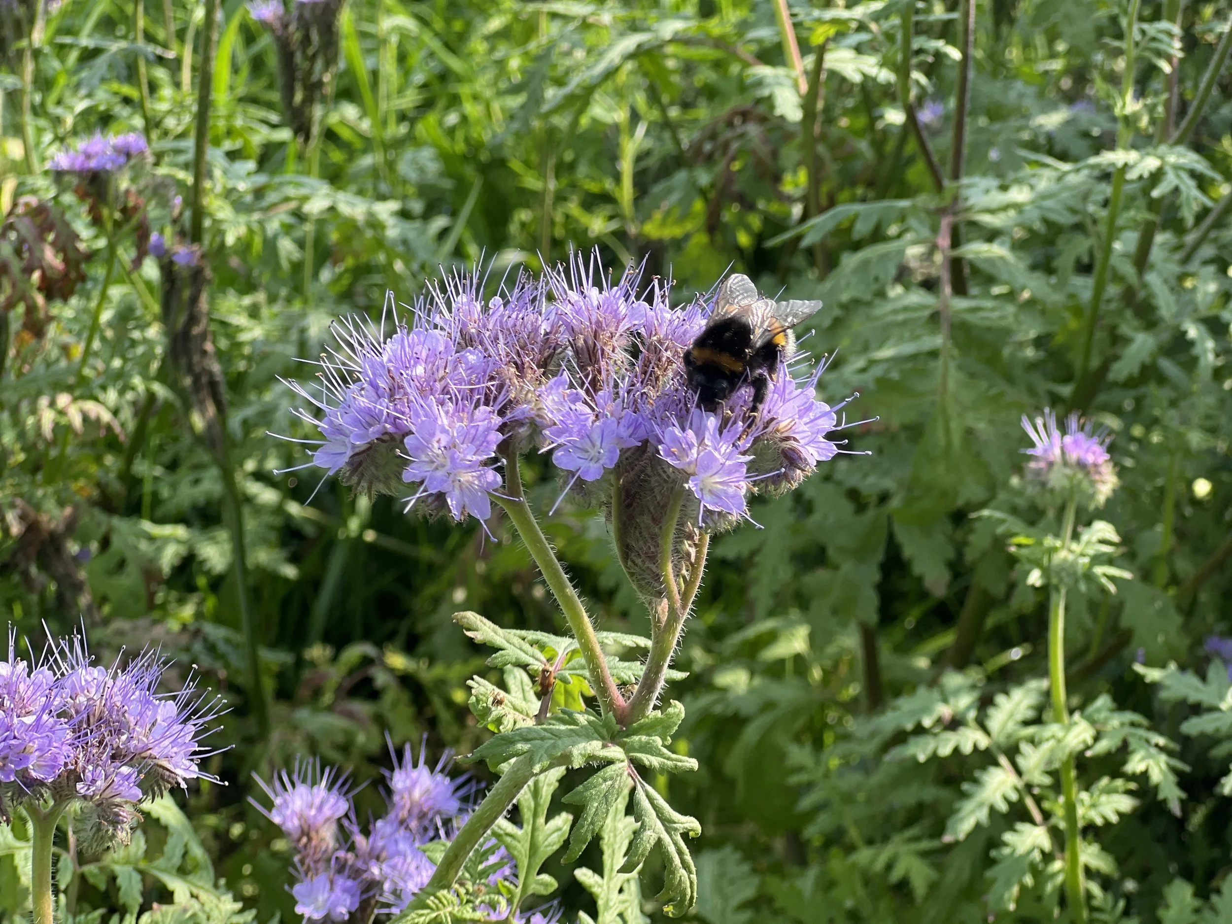 Ook de bijen helpen mee