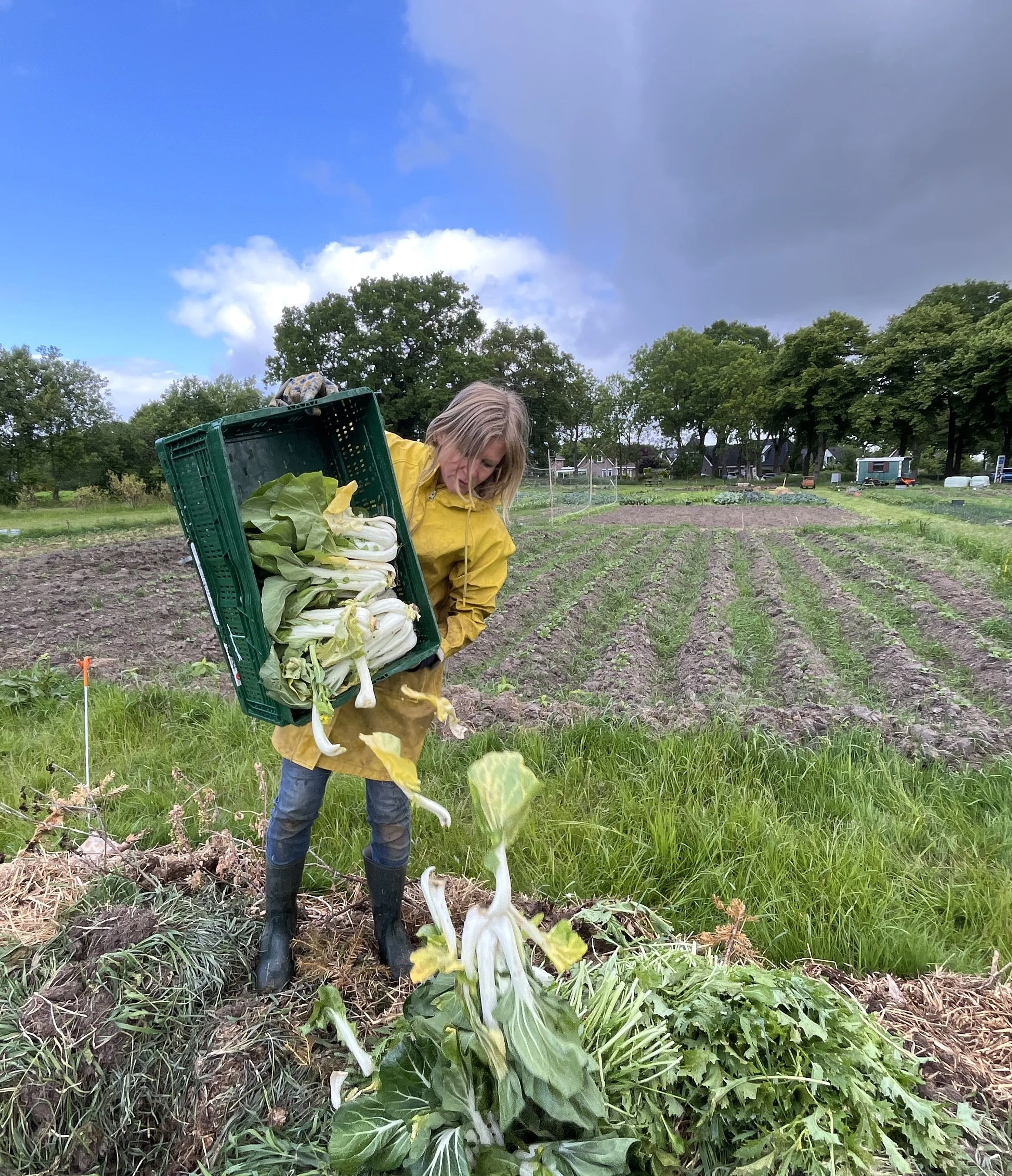 Zelfs meer oogst dan we aankunnen. Deze paksoy verdwijnt op de composthoop