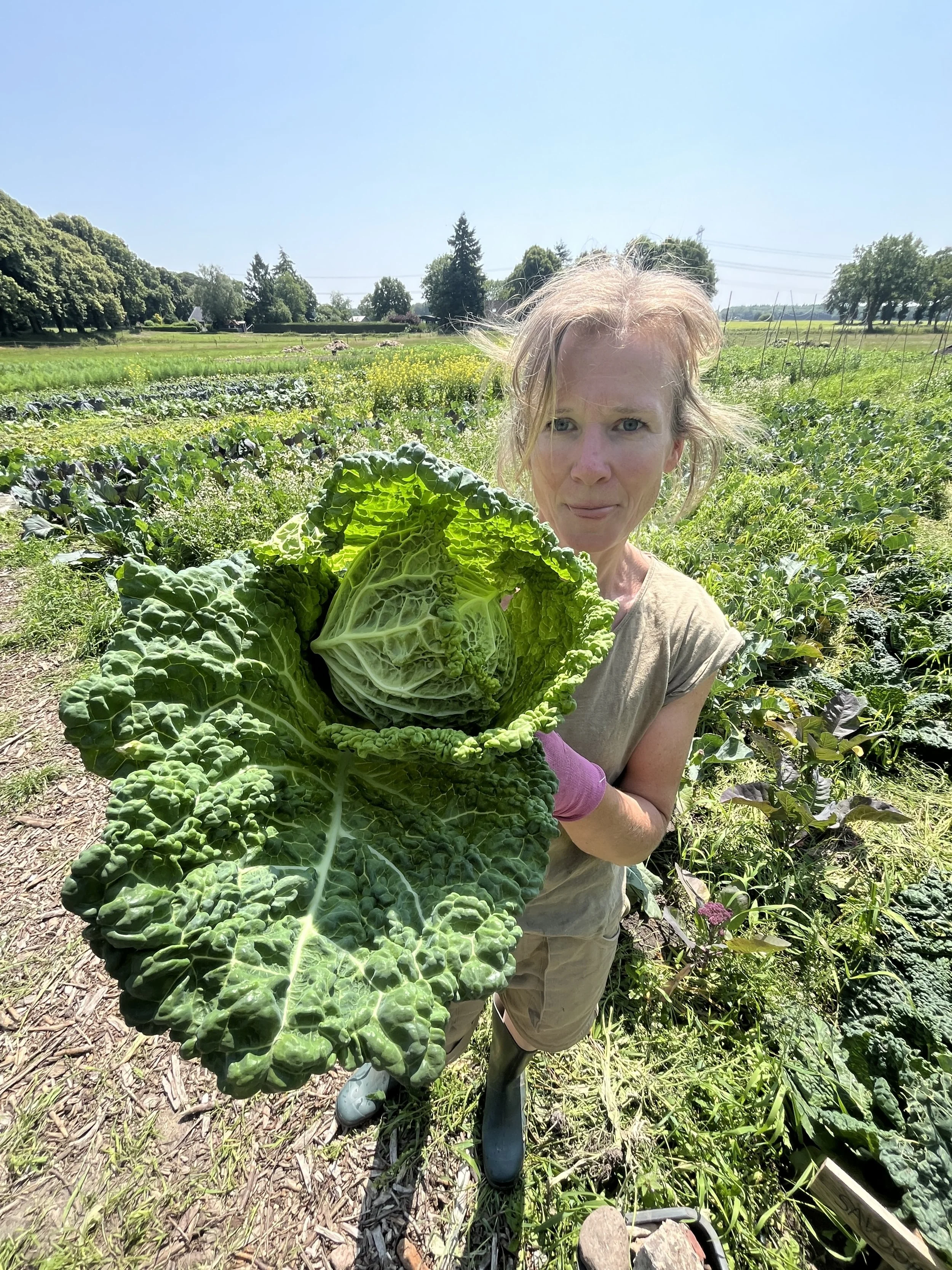 Reusachtige savooikolen!