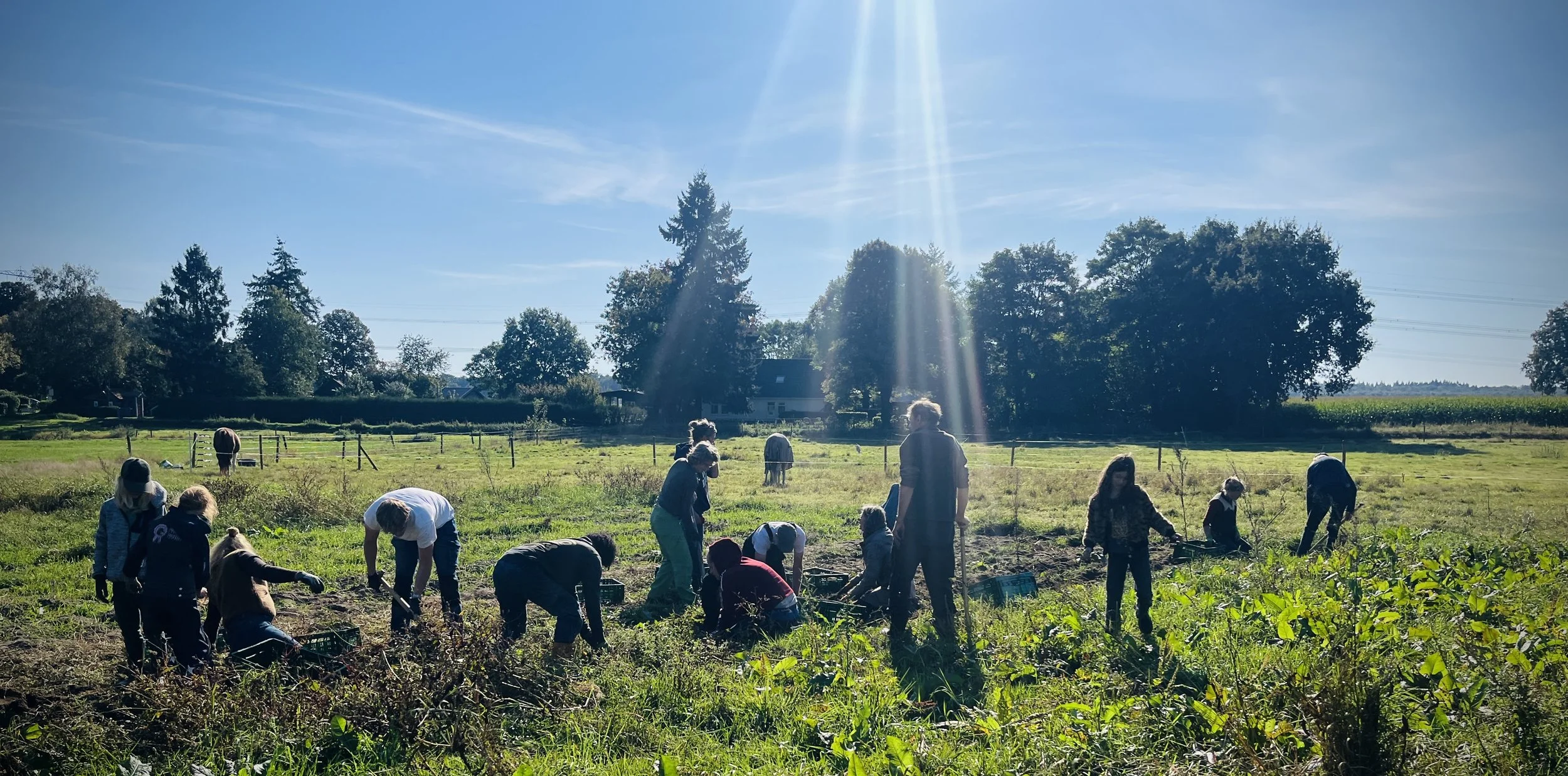 In totaal oogstten we meer dan 2000 kg aardappels