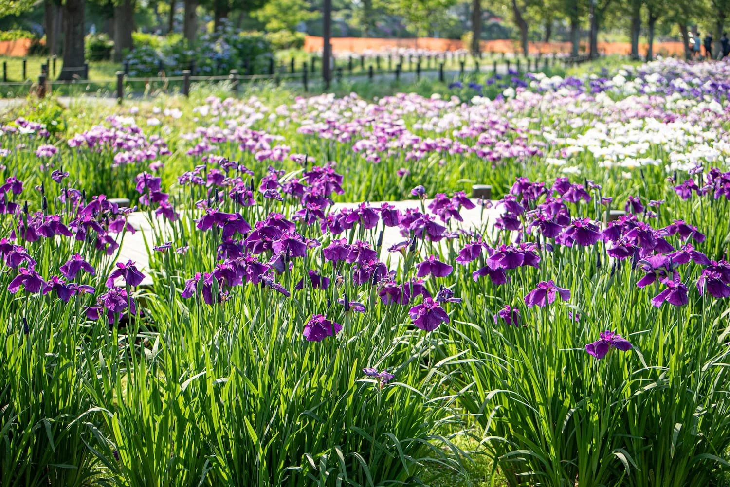 水元公園の花菖蒲園。初夏の風に揺れる色とりどりの花菖蒲が訪れる人を癒します。 