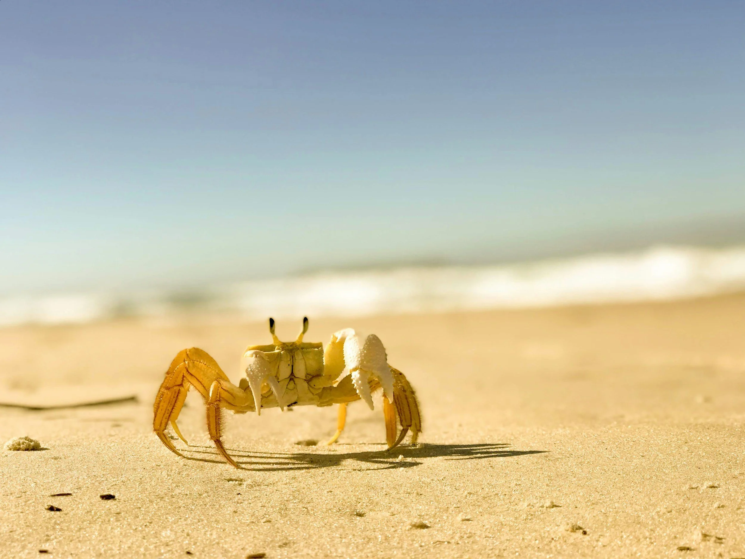 Don’t Get Pinched: How to Spot "Crabby" Research
