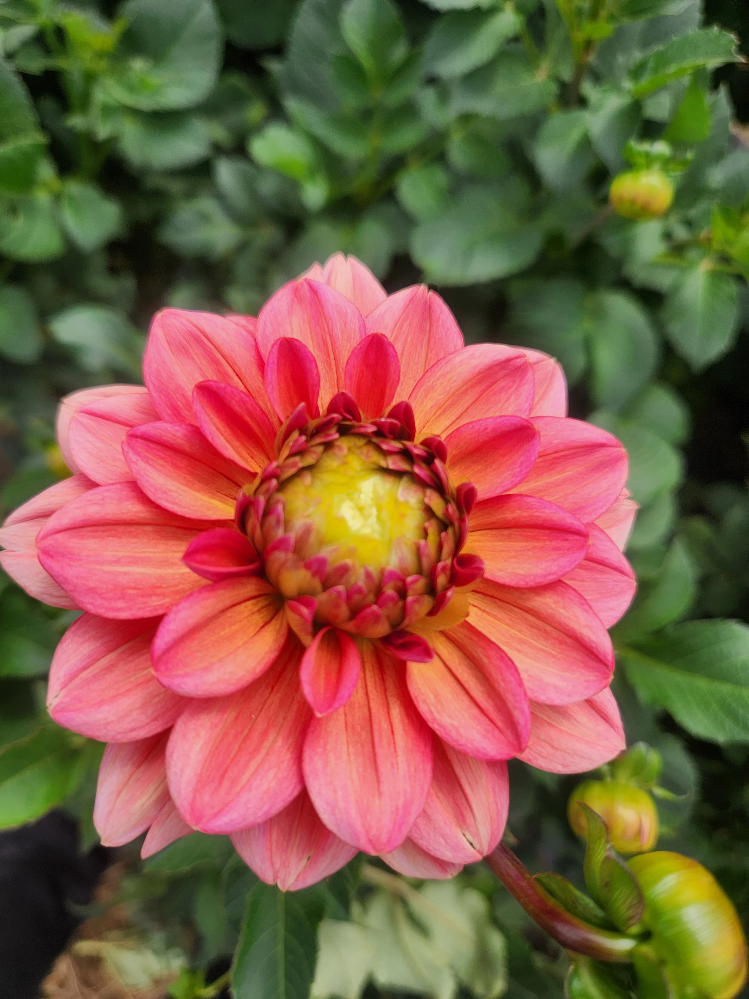 Salmon Runner Dahlia Tuber