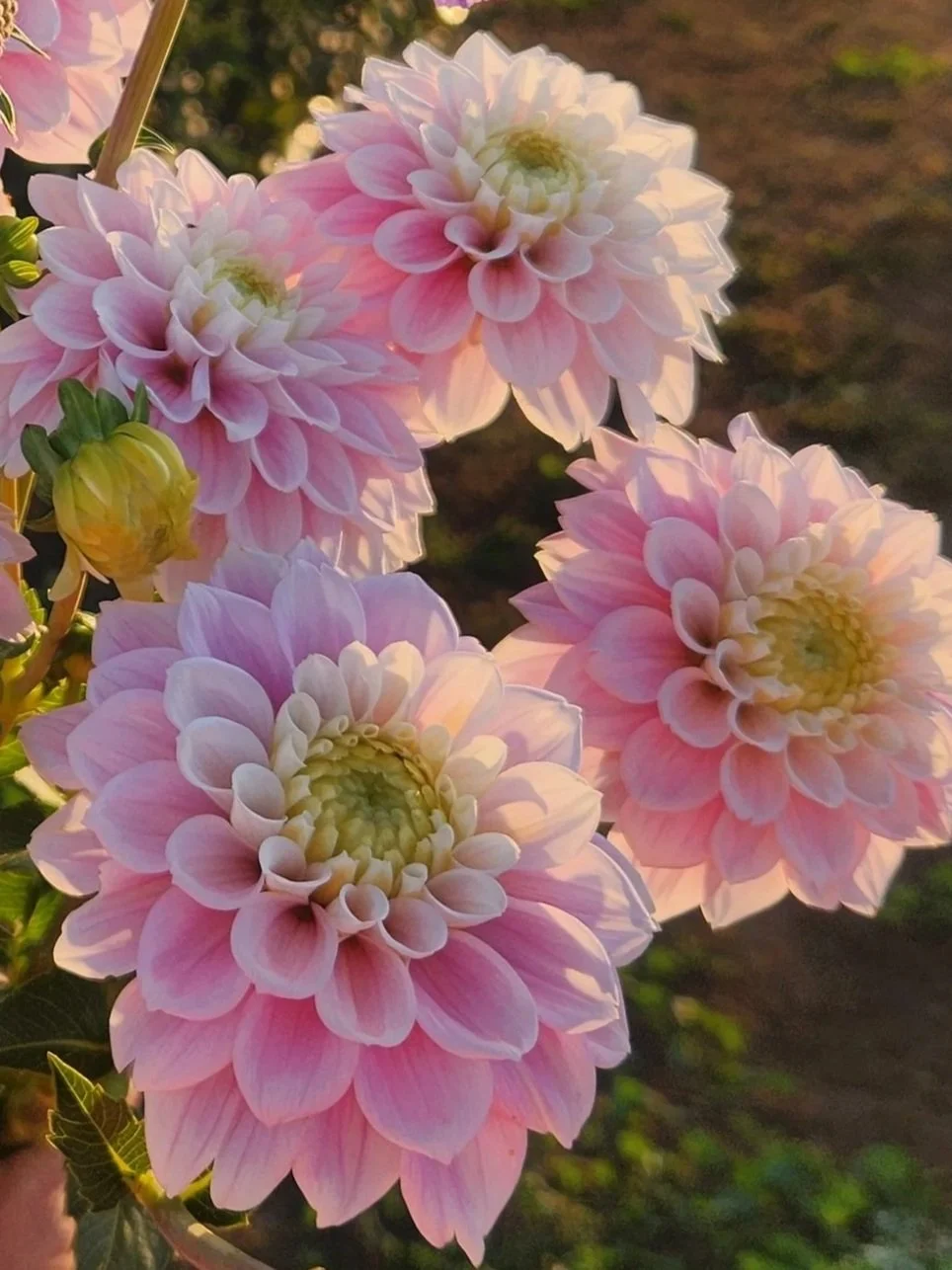Sweet Love Dahlia Tuber