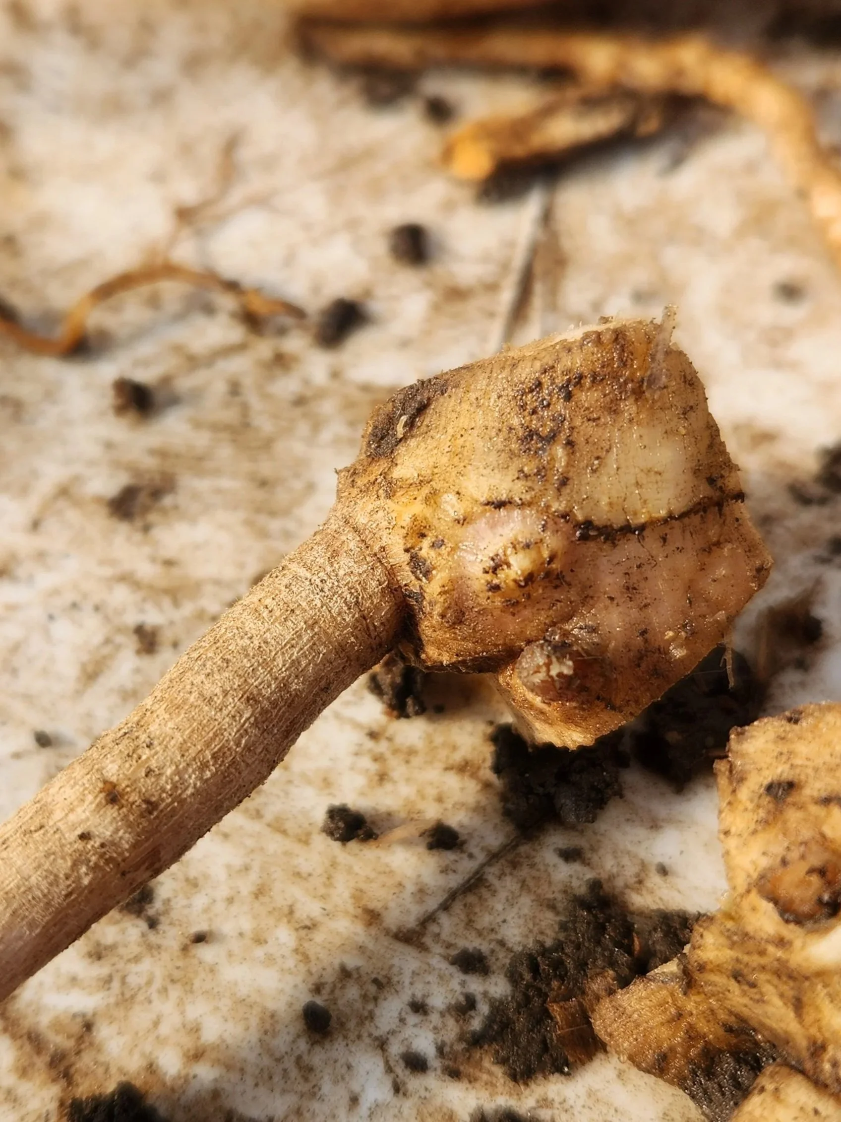 20251023_111955.jpg (Copy)