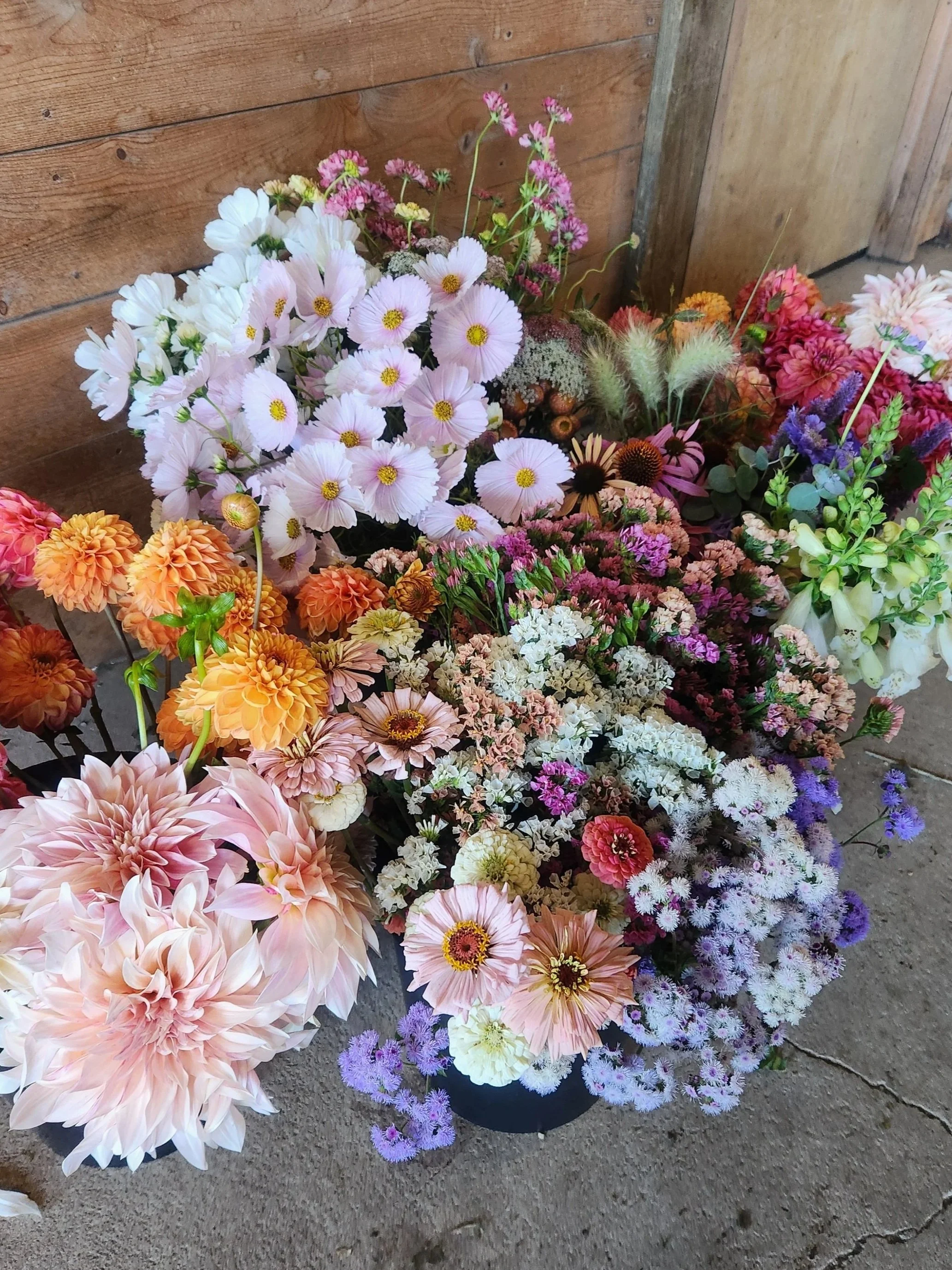 A large colorful assortment of fresh flowers, including dahlias, cosmos, and statice, arranged in a black container against a wooden wall.