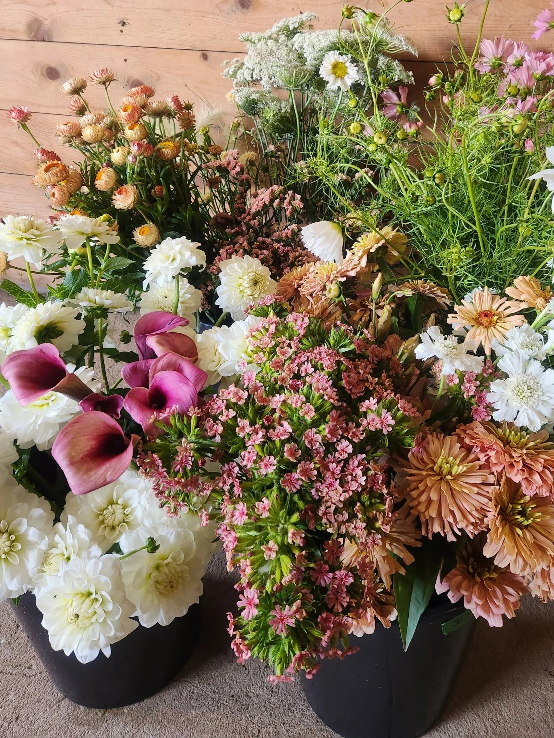 Various colorful flowers in pots on a wooden surface.