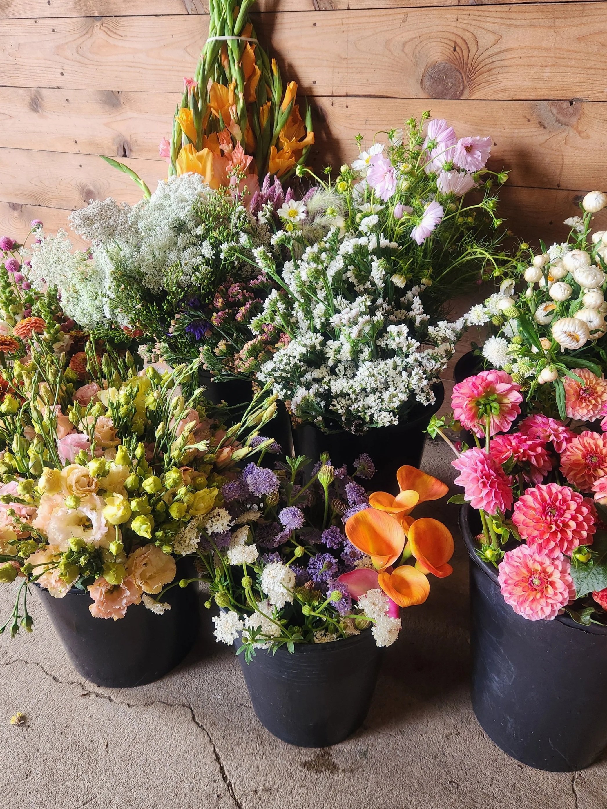 Multiple potted flowers including snapdragons, lilies, cosmos, and dahlias against a wooden wall background.