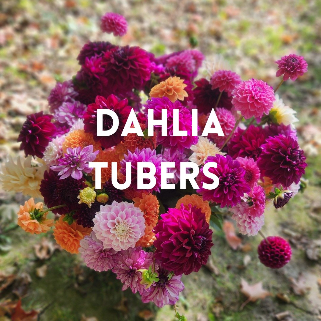 SURPRISE! We're selling our dahlia tubers. After 5 years of growing all kinds of flowers, we figured it was time to offer dahlia tubers for sale!
You will be able to grow at home many of the varieties&nbsp;that you find each year in our pick-your-own