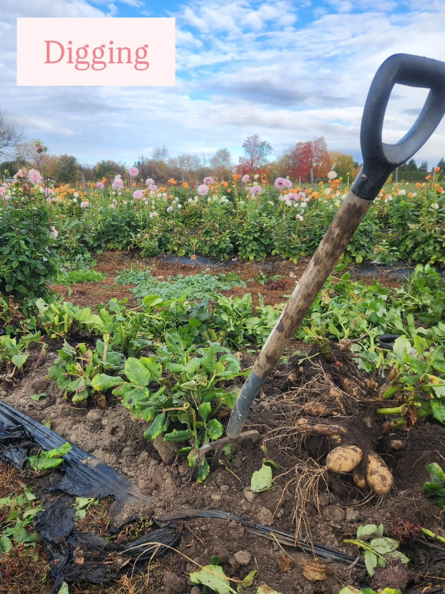 All our dahlias are officially in storage! 🥳
This is what this long process looks like.

We've put away a little over 2500, which is going to be enough for MORE DAHLIAS in our pick-your-own field next year + some tubers that will be available for pu
