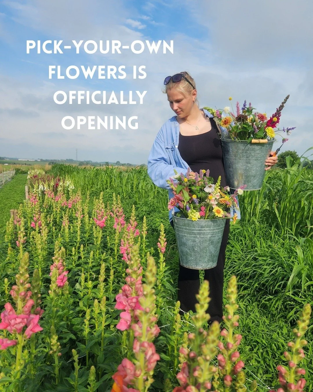 THE PICK-YOUR-OWN FLOWER FIELD IS OFFICIALLY OPENING TOMORROW, JULY 17th 🌸🐝

Call your flower loving friends, grab a hat, water and some sunscreen! Our July hours
are as follows:

Monday - Closed
Tuesday-Friday - 9am-6pm
Saturday and Sunday - 8am-5