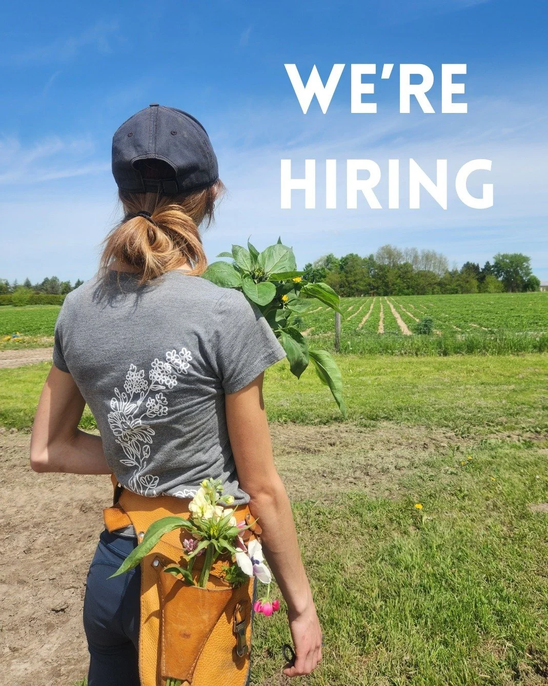 If you love flowers like us, you may want to spend your days in our flower field. We are expanding our small team this summer with 2-3 part-time or full-time positions for this summer and fall. The main duties are customer service, flower picking, fl
