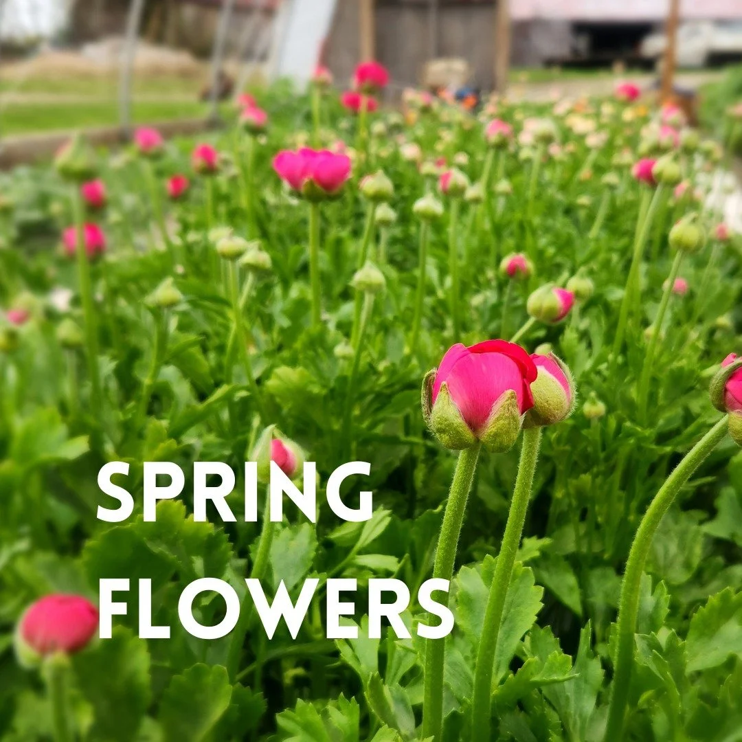 Which flower says "SPRING" the most to you?
